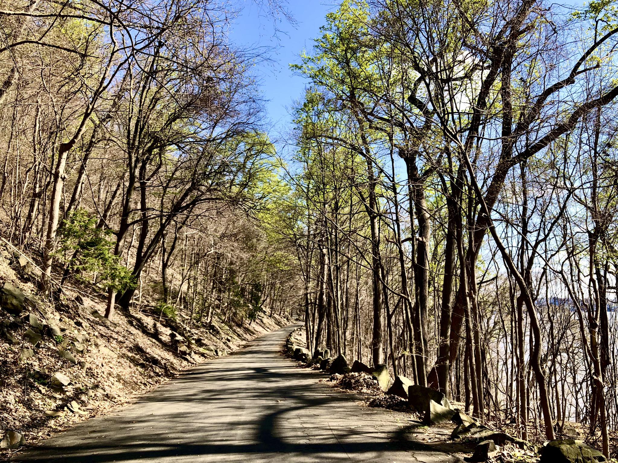 Paved road winding through a sunlit forest with bare and leafy trees.