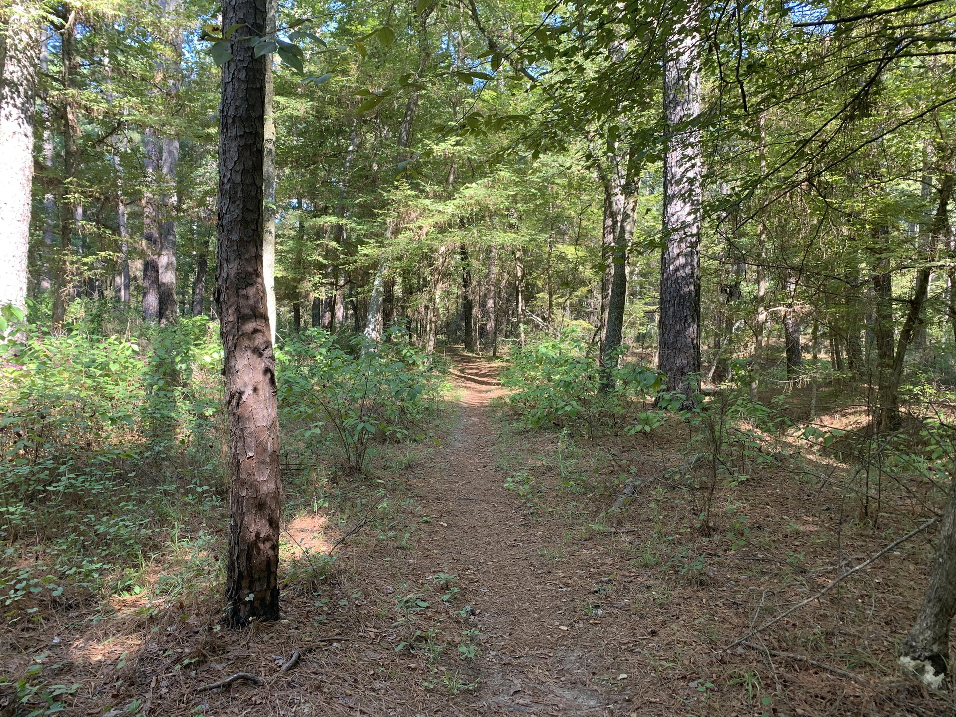 A narrow dirt path winds through a sun-dappled green forest.