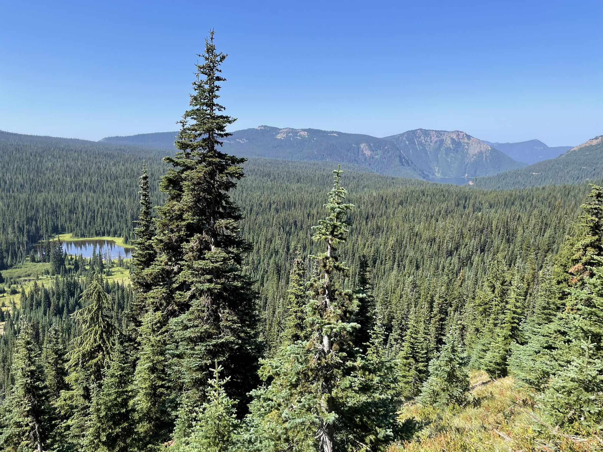 Expansive view of a dense evergreen forest, distant mountains, and a small lake.