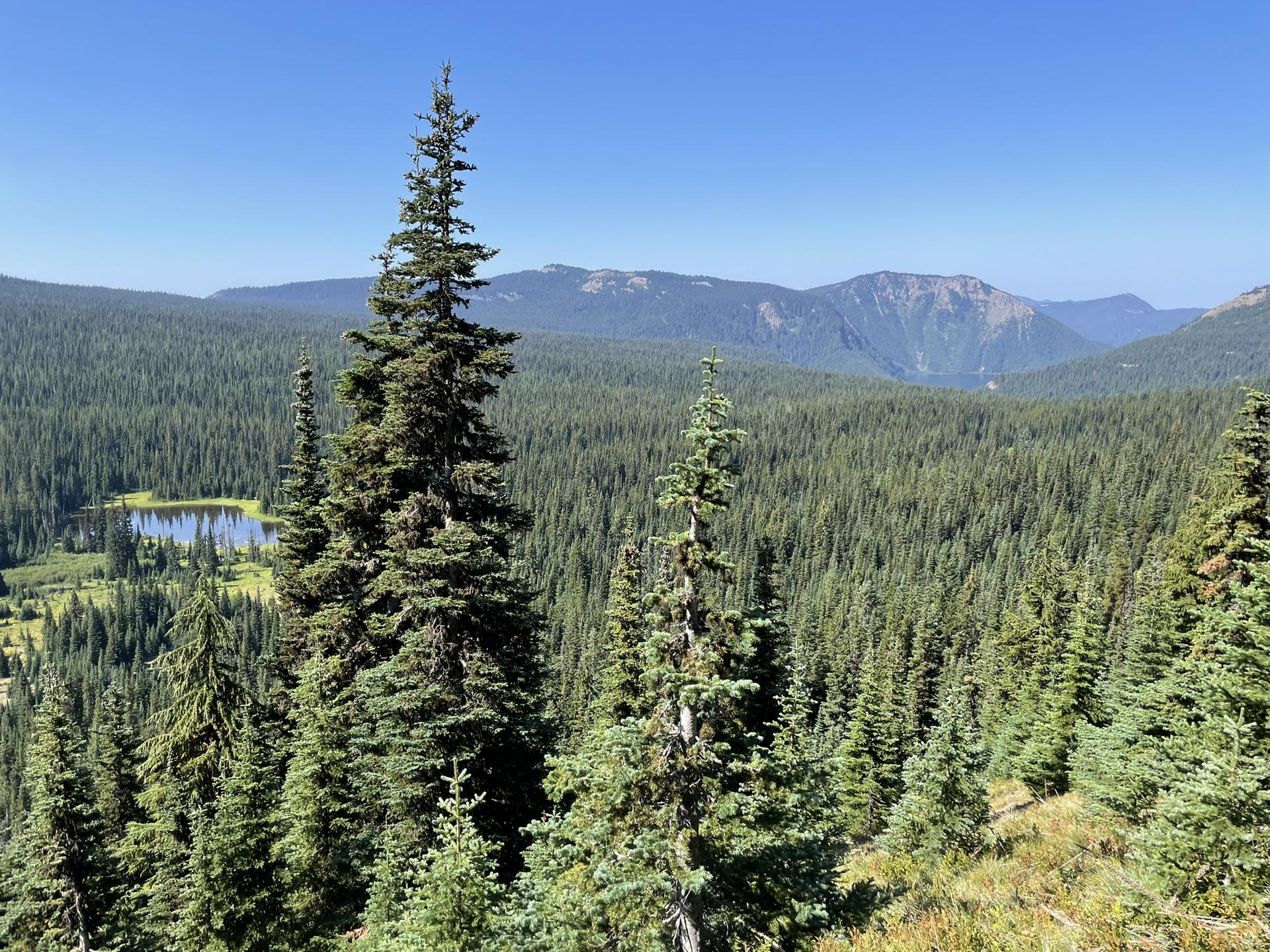 Expansive view of a dense evergreen forest, distant mountains, and a small lake.