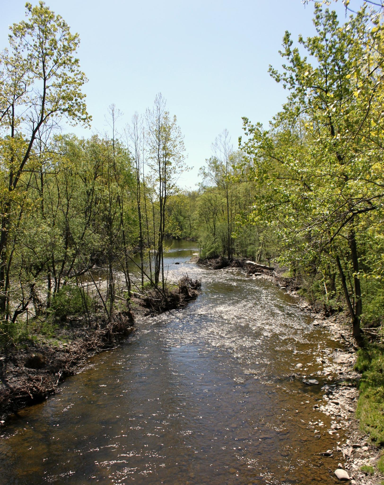 A wide river flows through a lush green forest under a clear sky.