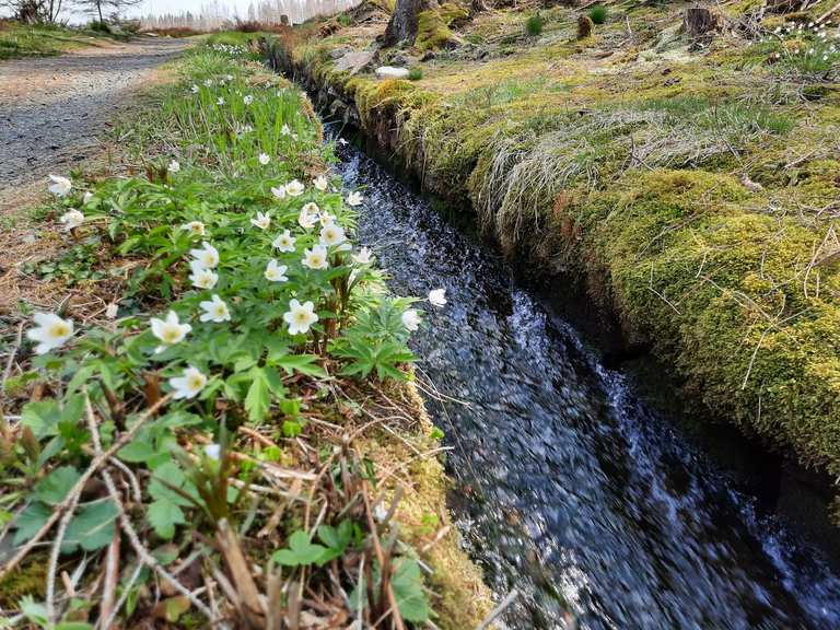 Dammgraben - schöne Fortsetzung Routes for Walking and Hiking | Komoot