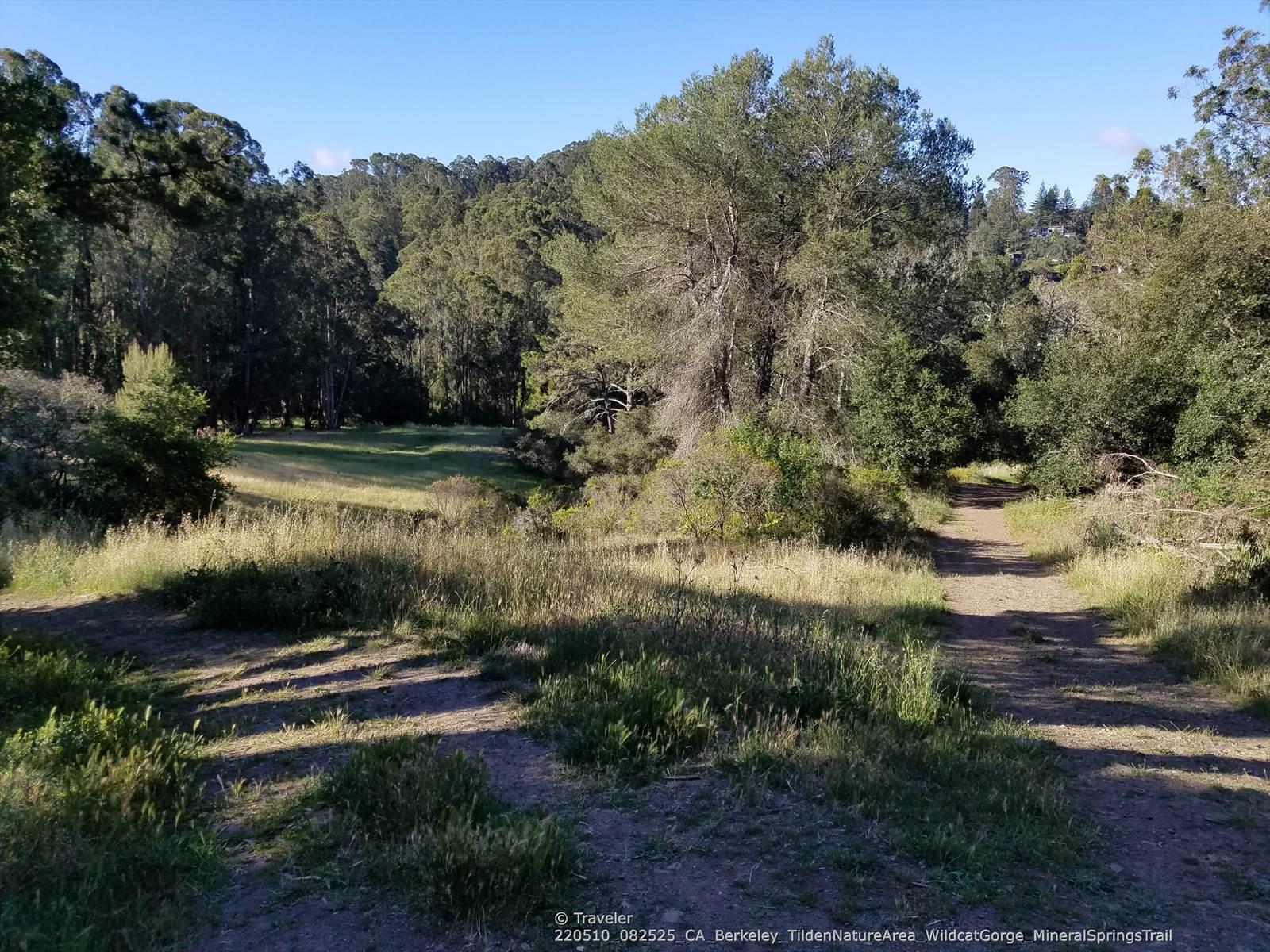 A dirt path winds through sunlit grass towards a dense forest.