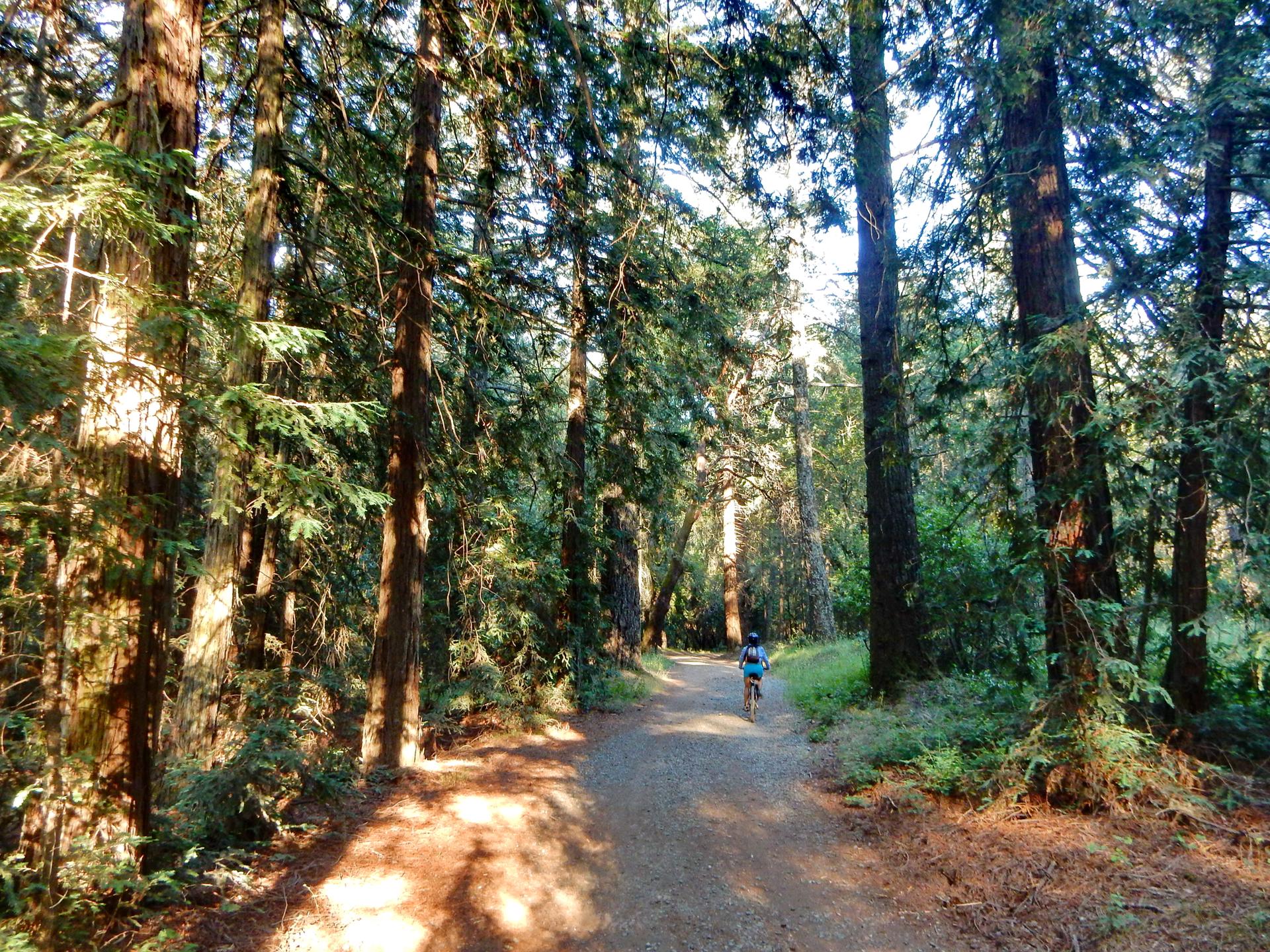 A person cycles on a dirt path through a tall, sunlit forest.