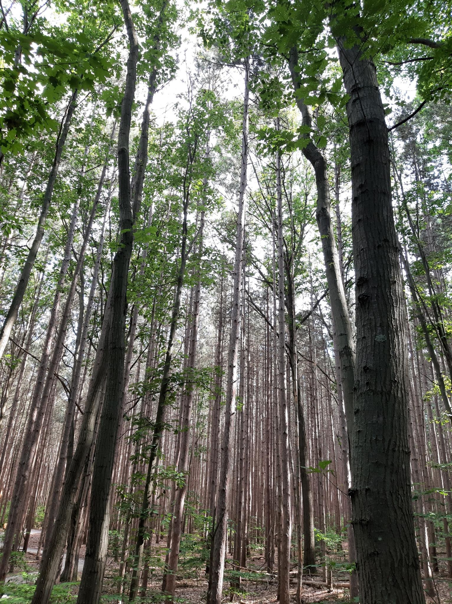 Looking up at a dense forest of tall, slender trees with green leaves.