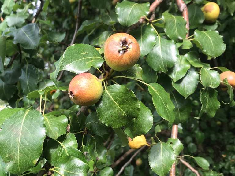 🍐 Wildbirnenbaum an der Südseite des Schadenholz Radtouren und