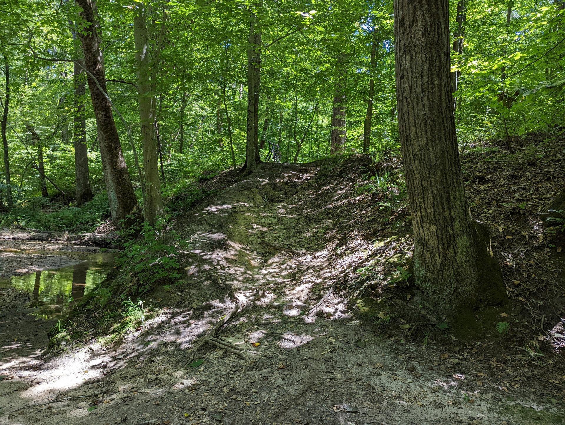 A muddy path leads up a bank beside a stream in a lush green forest.