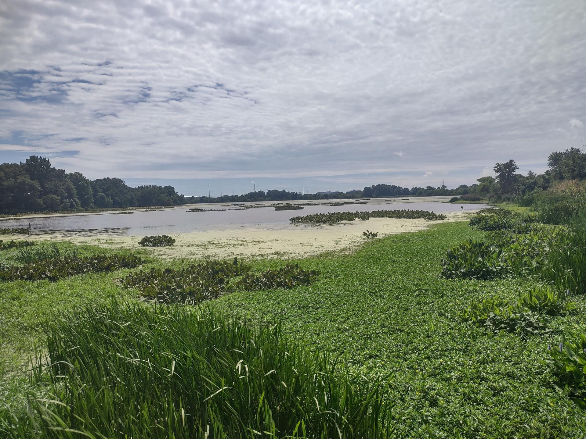 Overcast sky above a marshy lake with abundant green vegetation.