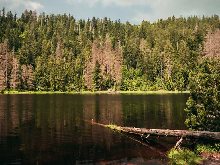 bannwald tour baiersbronn komoot