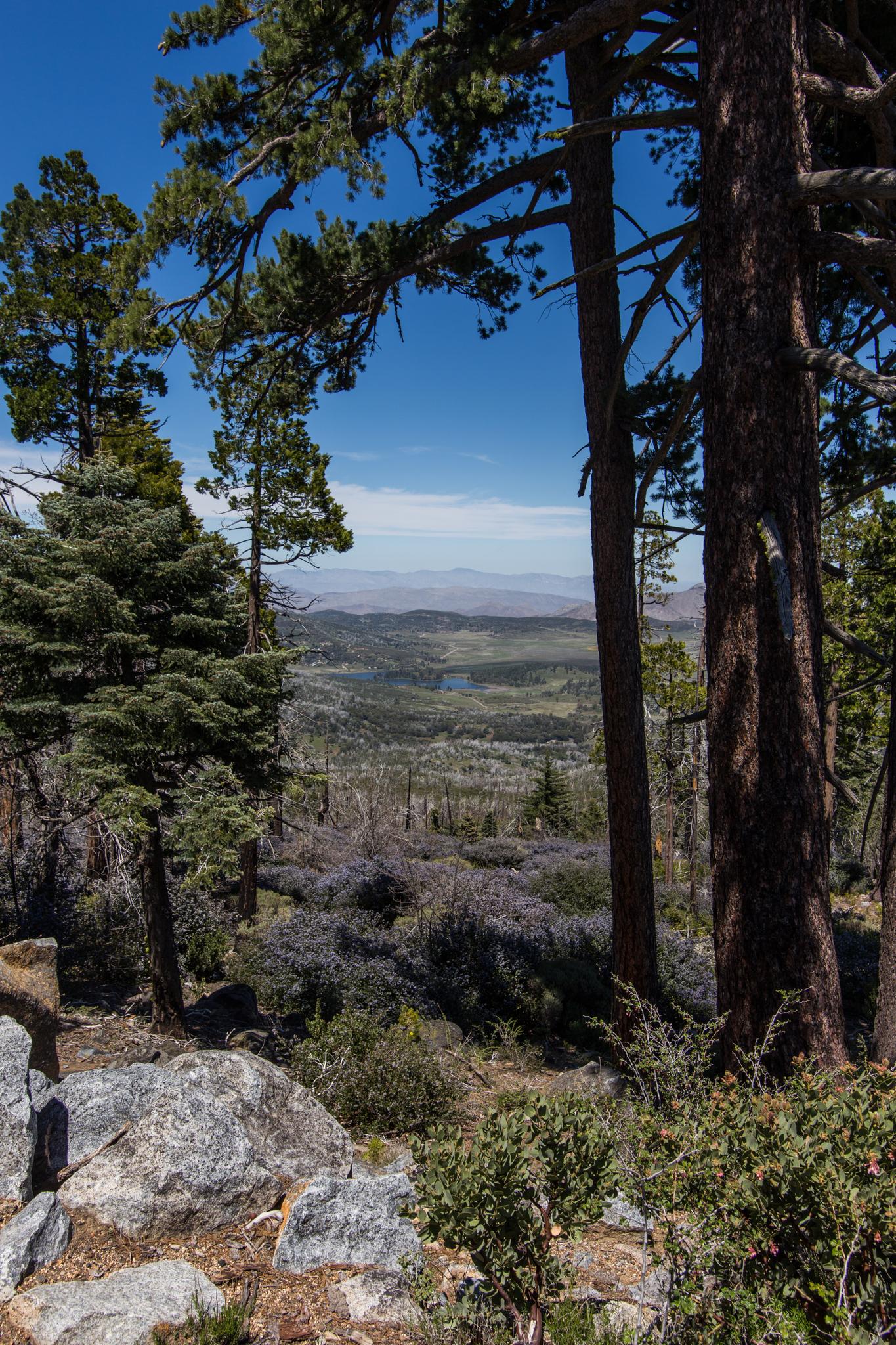 Tall pine trees frame a sunny view of a distant valley and mountains.