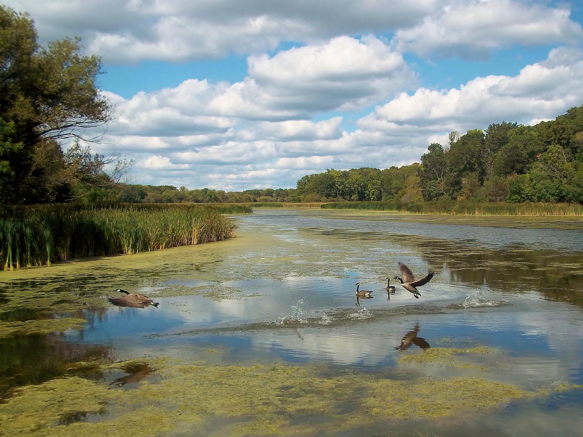 Geese on a sunlit pond with green algae, one taking flight.