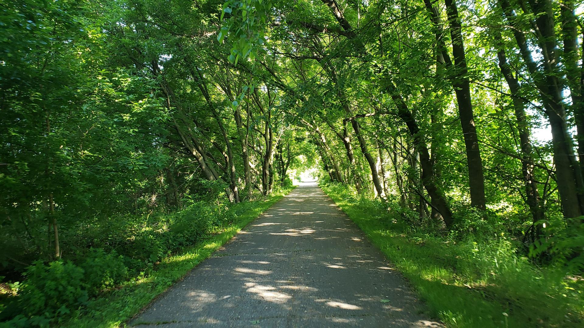 Paved path winding through a dense tunnel of vibrant green trees.