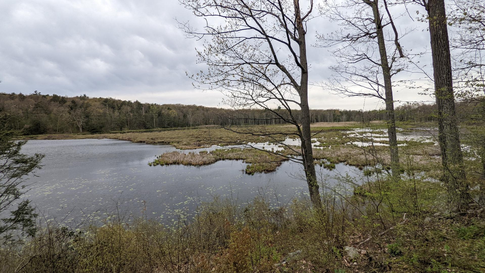 Overcast view of a calm lake and marshland surrounded by bare trees.