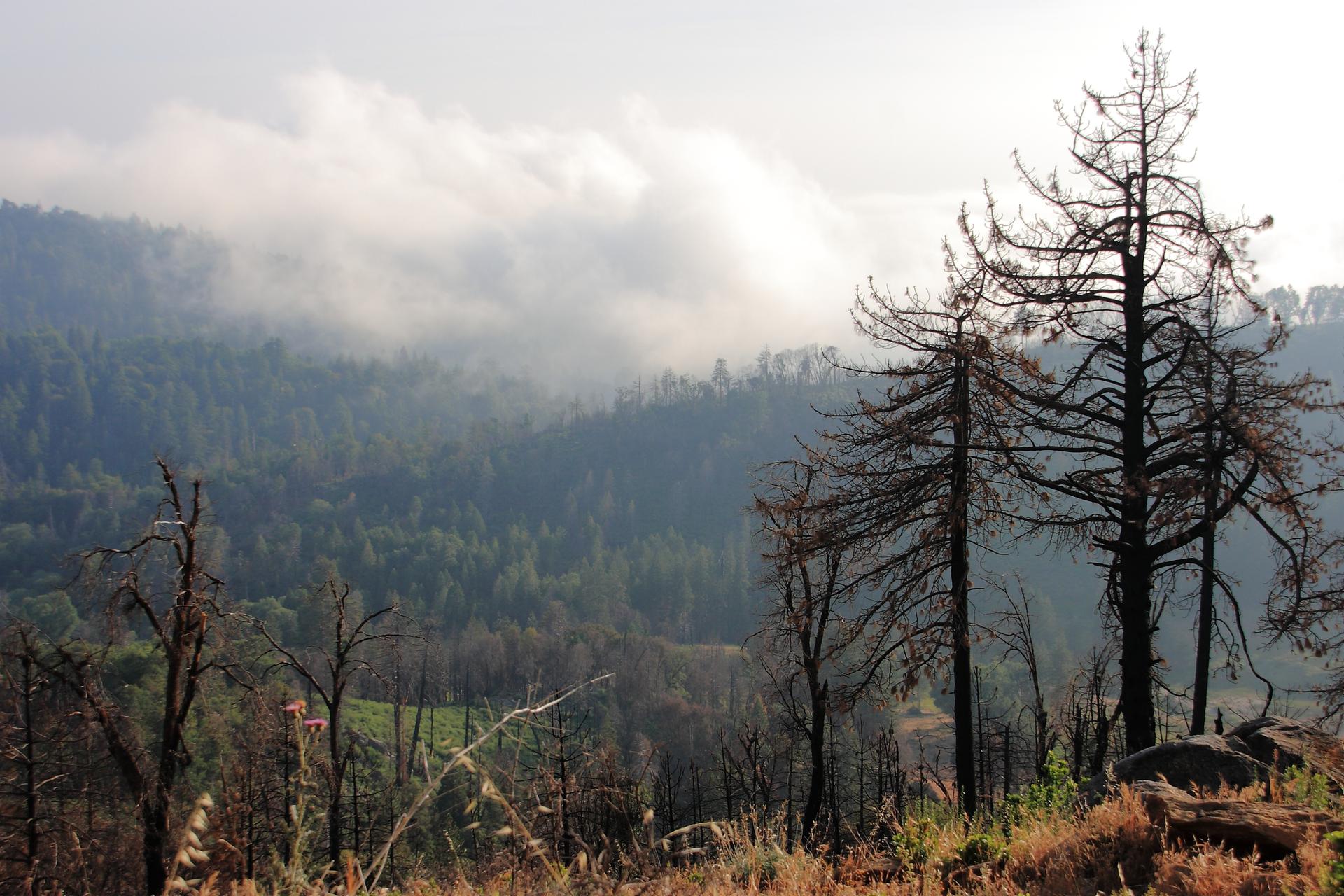 Dead trees stand on a hillside overlooking a misty, forested valley.