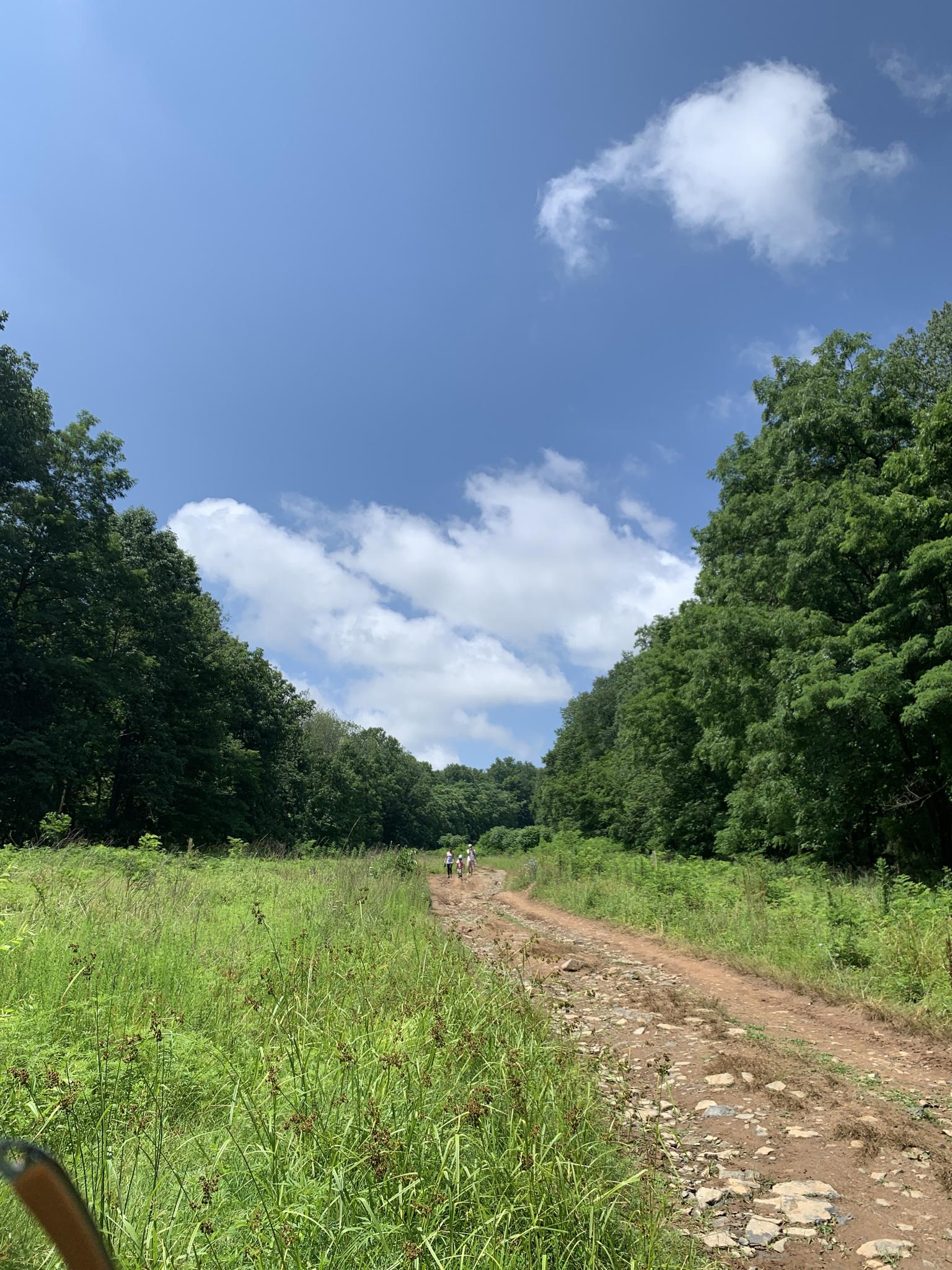 A wide dirt road through a forest with people walking in the distance.