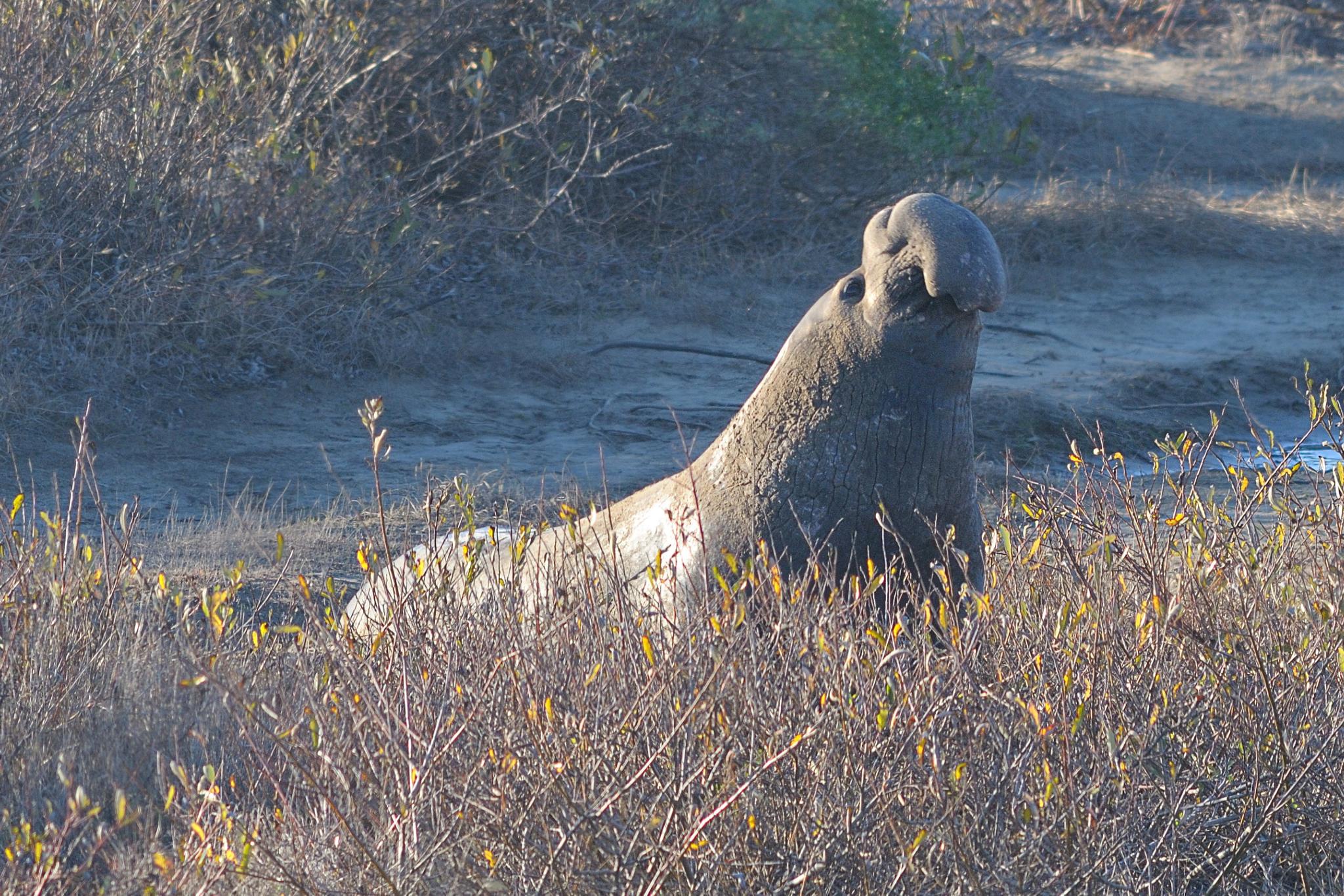 A large elephant seal with a prominent nose resting in dry coastal brush.