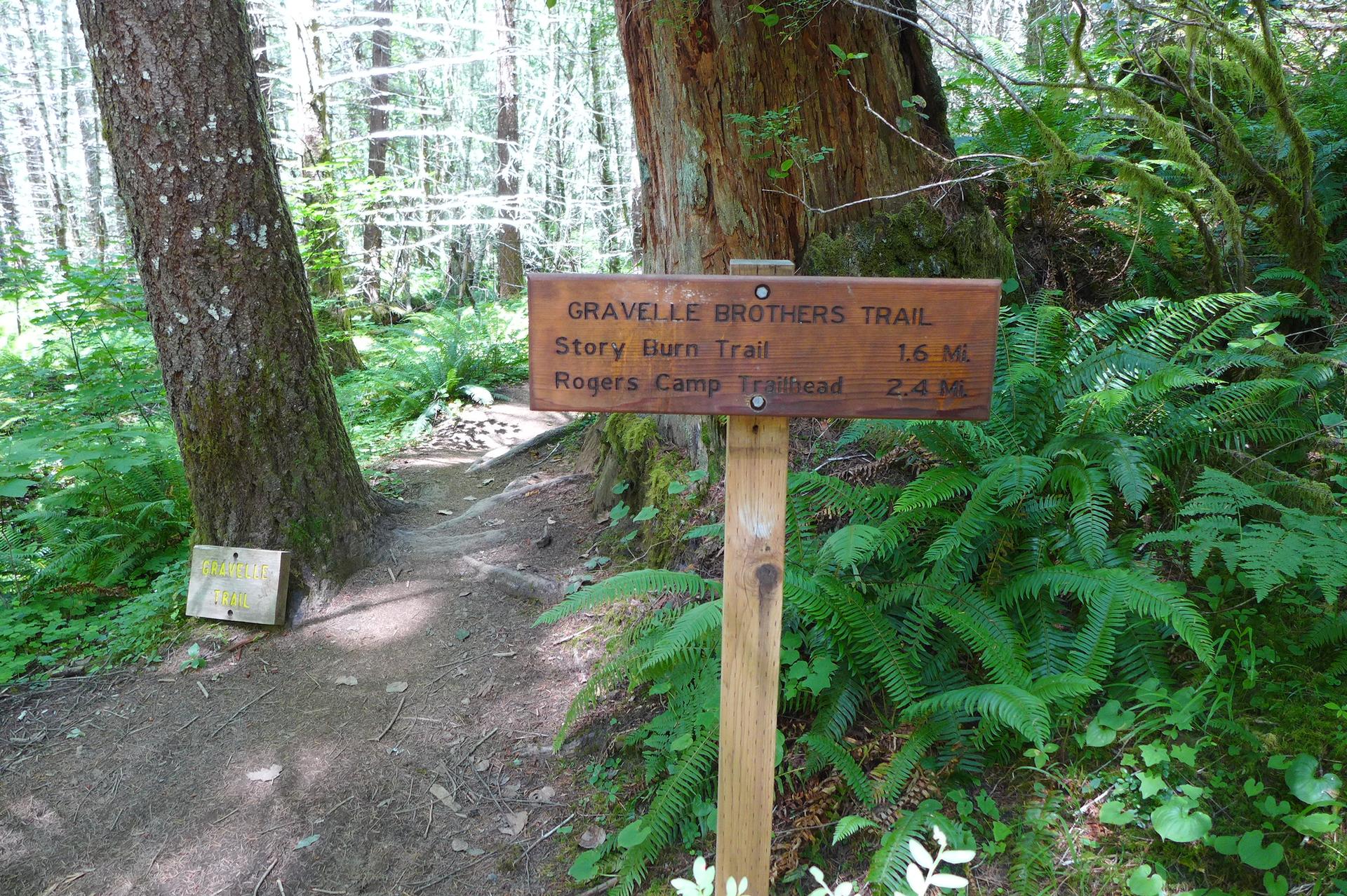 A wooden trail sign stands on a sunlit forest path surrounded by ferns.