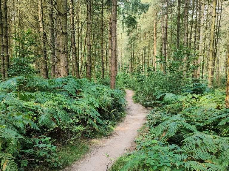Outlaw Trail start – Clumber Park loop from Ranby | mountain bike ride ...