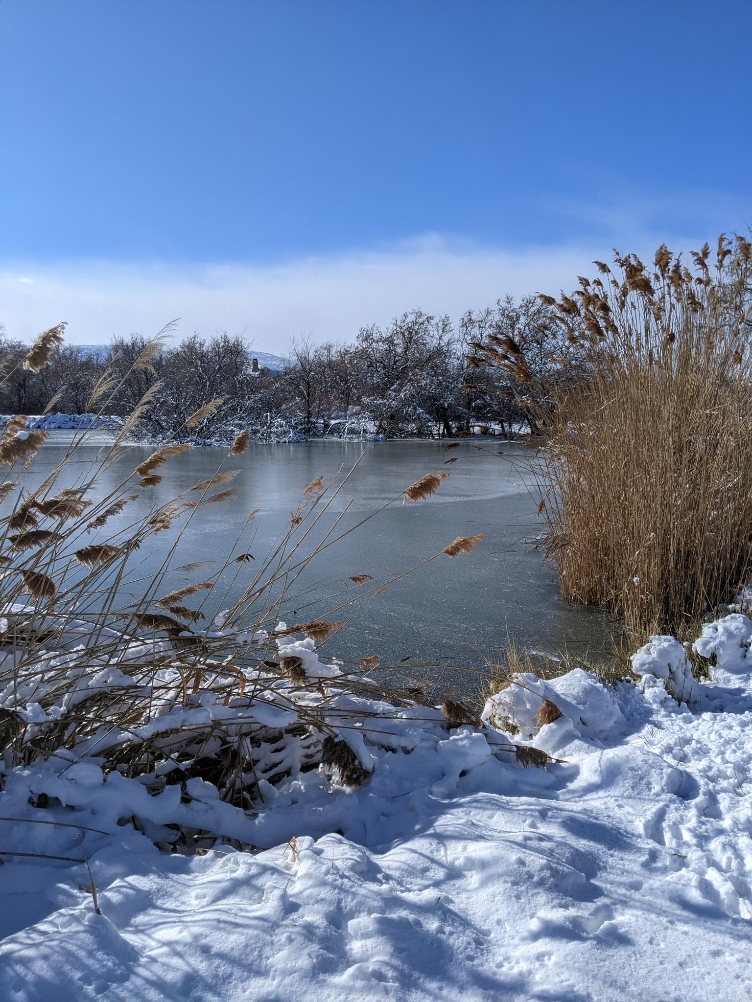 Snowy bank with tall reeds beside a partially frozen pond on a clear day.