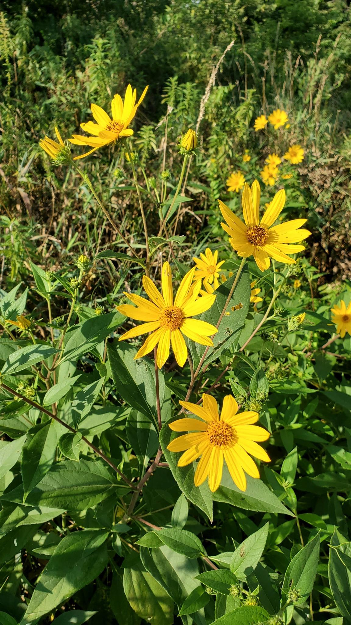 Close-up of bright yellow wildflowers blooming in dense green foliage.