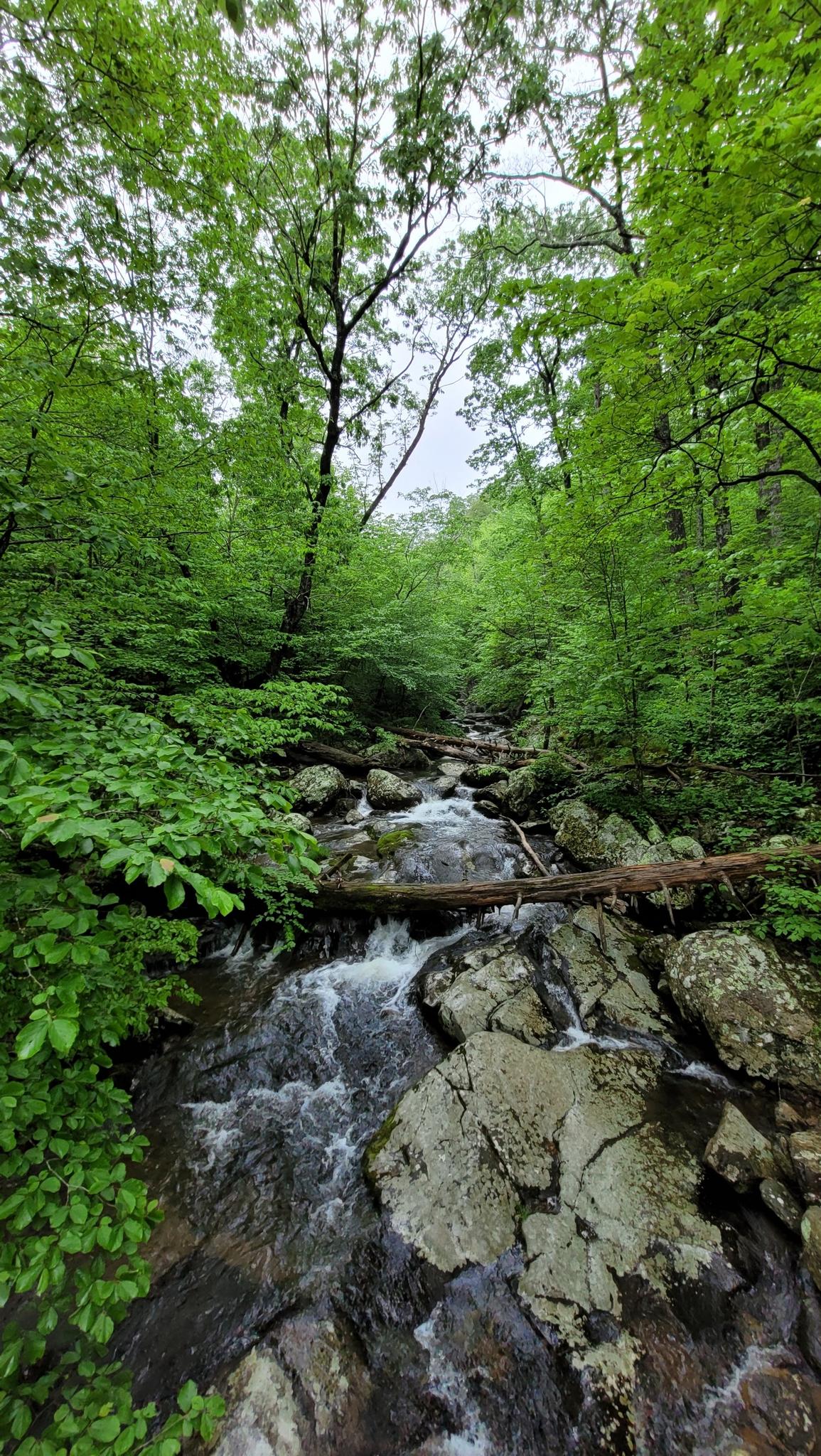 Rushing rocky stream through a dense green forest on an overcast day.