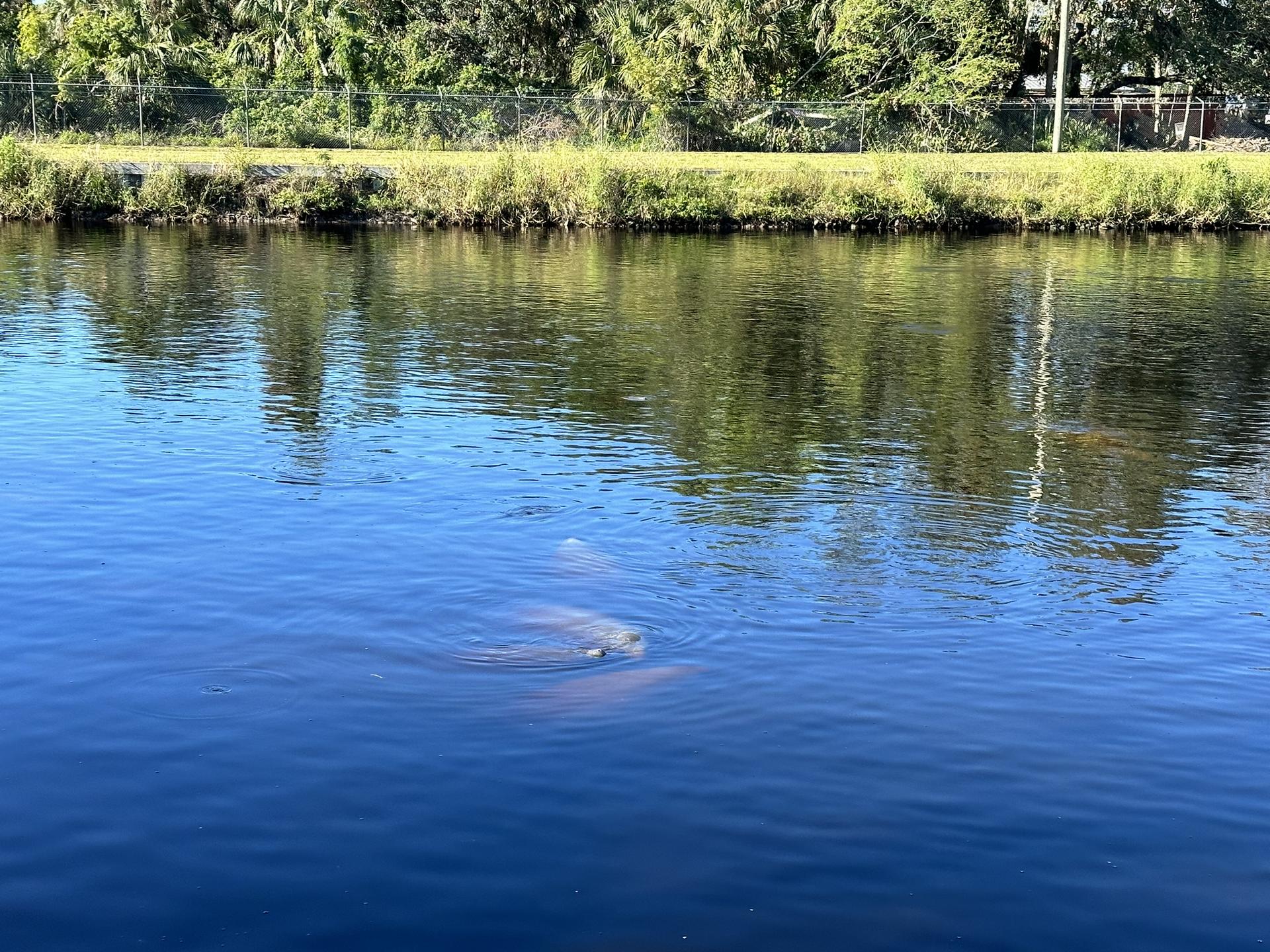 A manatee swims in clear blue water on a sunny day, with green trees reflecting.