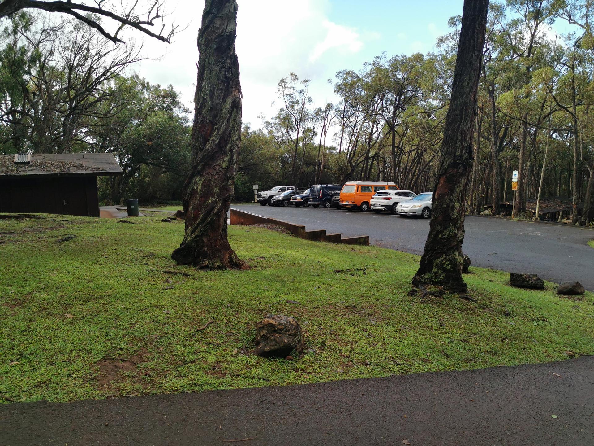 A parking lot with several cars, surrounded by tall trees and grass.