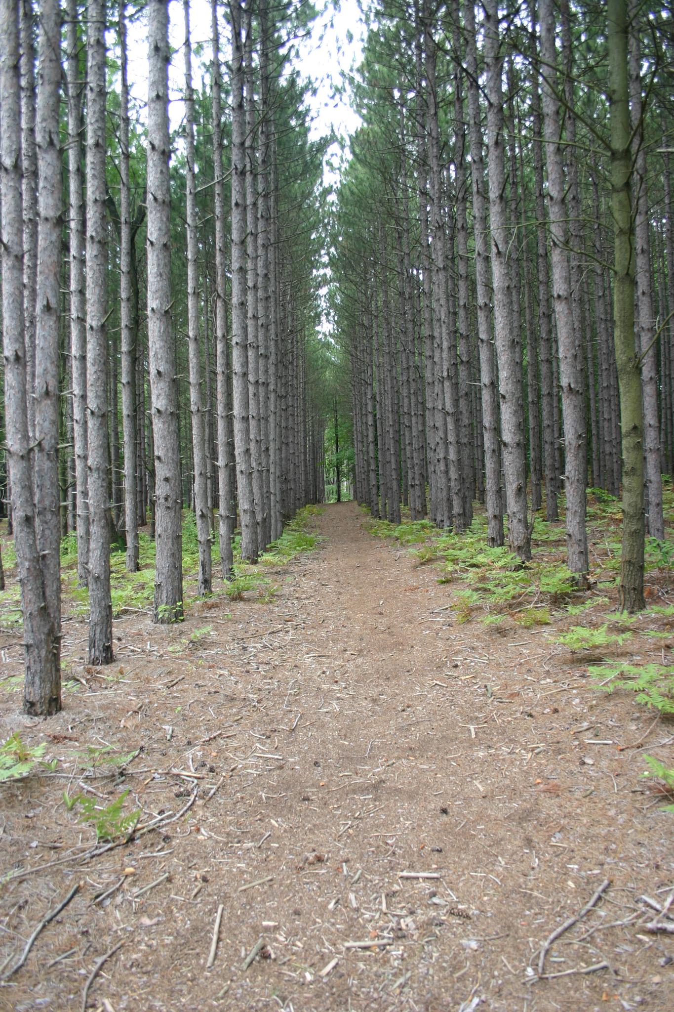 A narrow dirt path extends through a dense, tall pine forest on an overcast day.