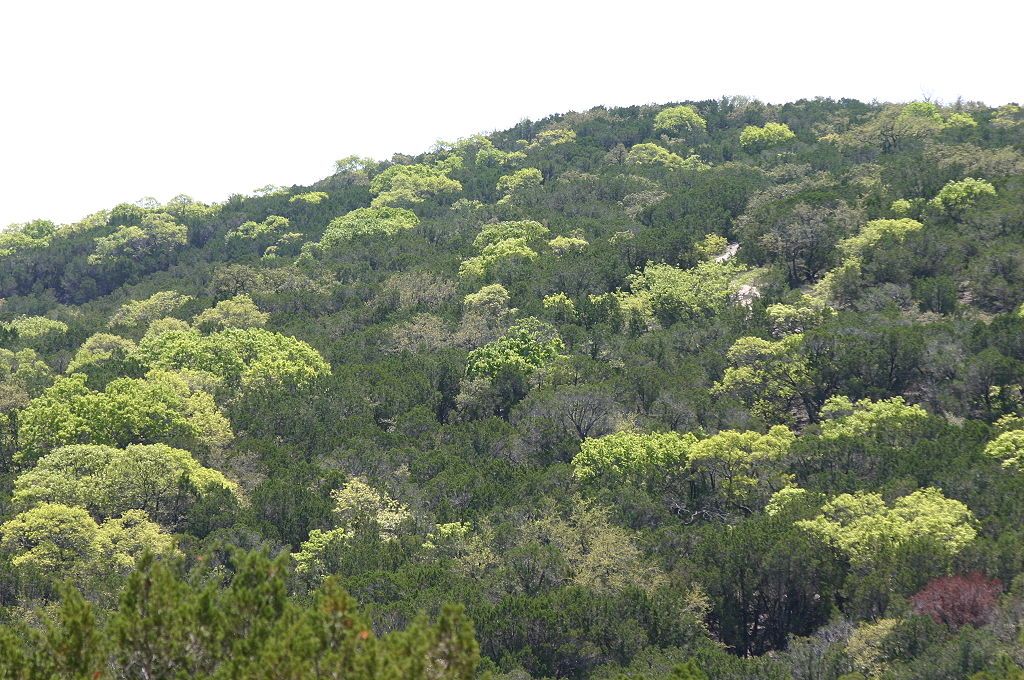 A lush, green hillside densely covered with various trees and shrubs. - Wolf Mountain Loop