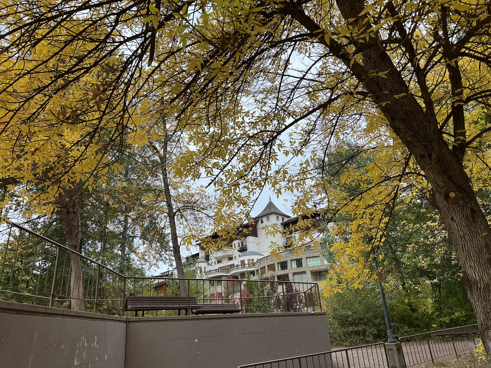 A building with a distinctive roof peeks through vibrant yellow autumn leaves.