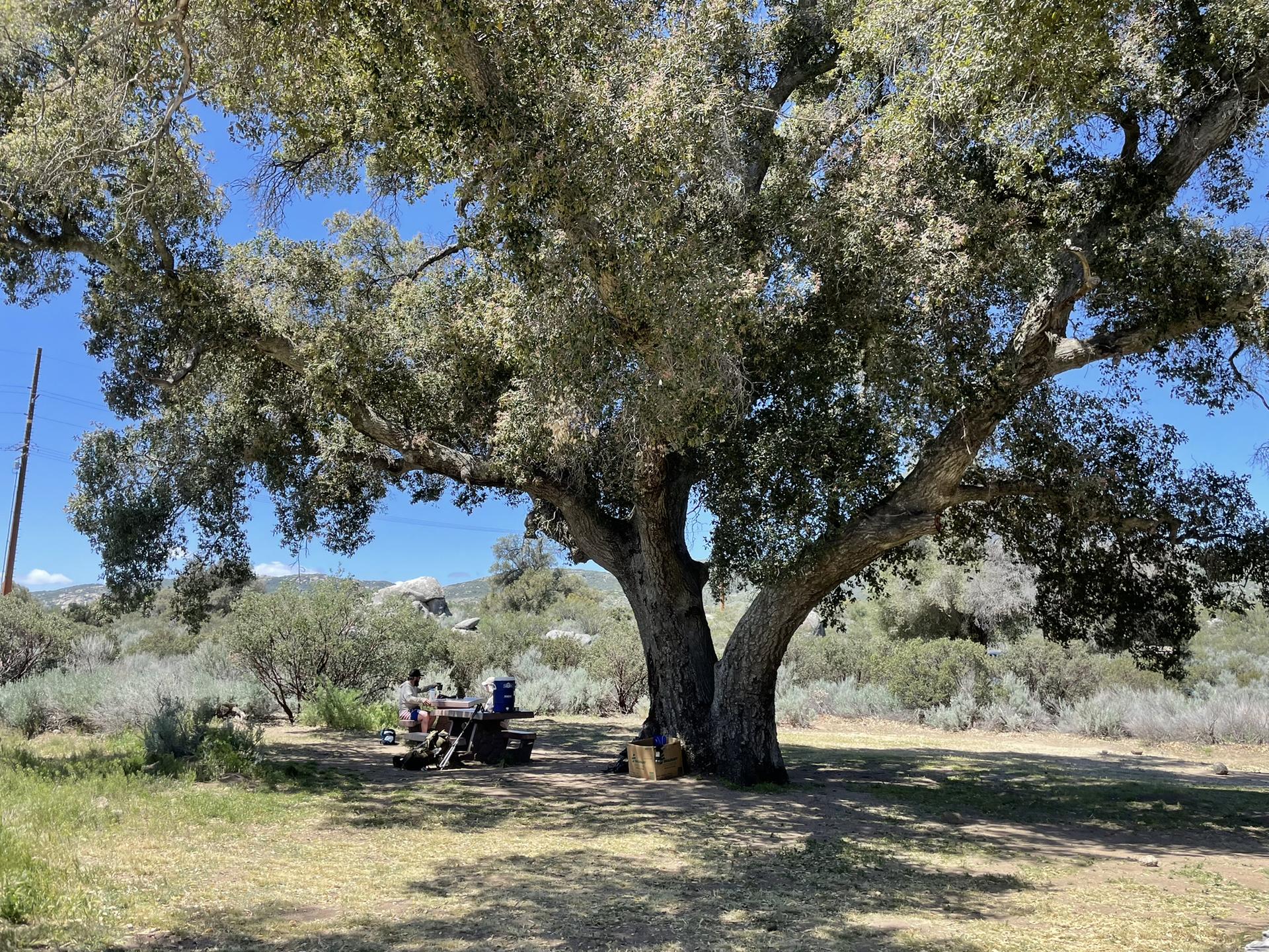 Large, leafy tree providing shade over a picnic table in a sunny field.