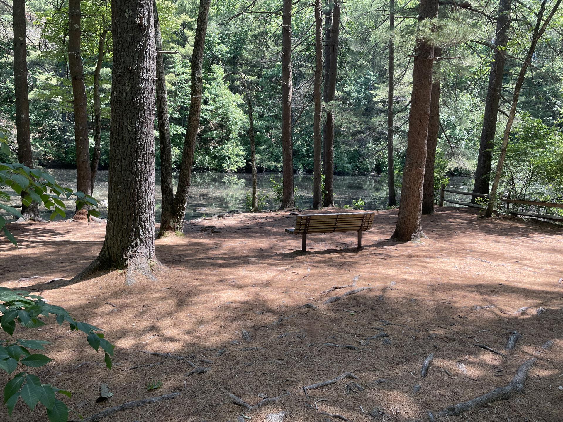 Sunny forest clearing with a wooden bench overlooking a calm body of water.