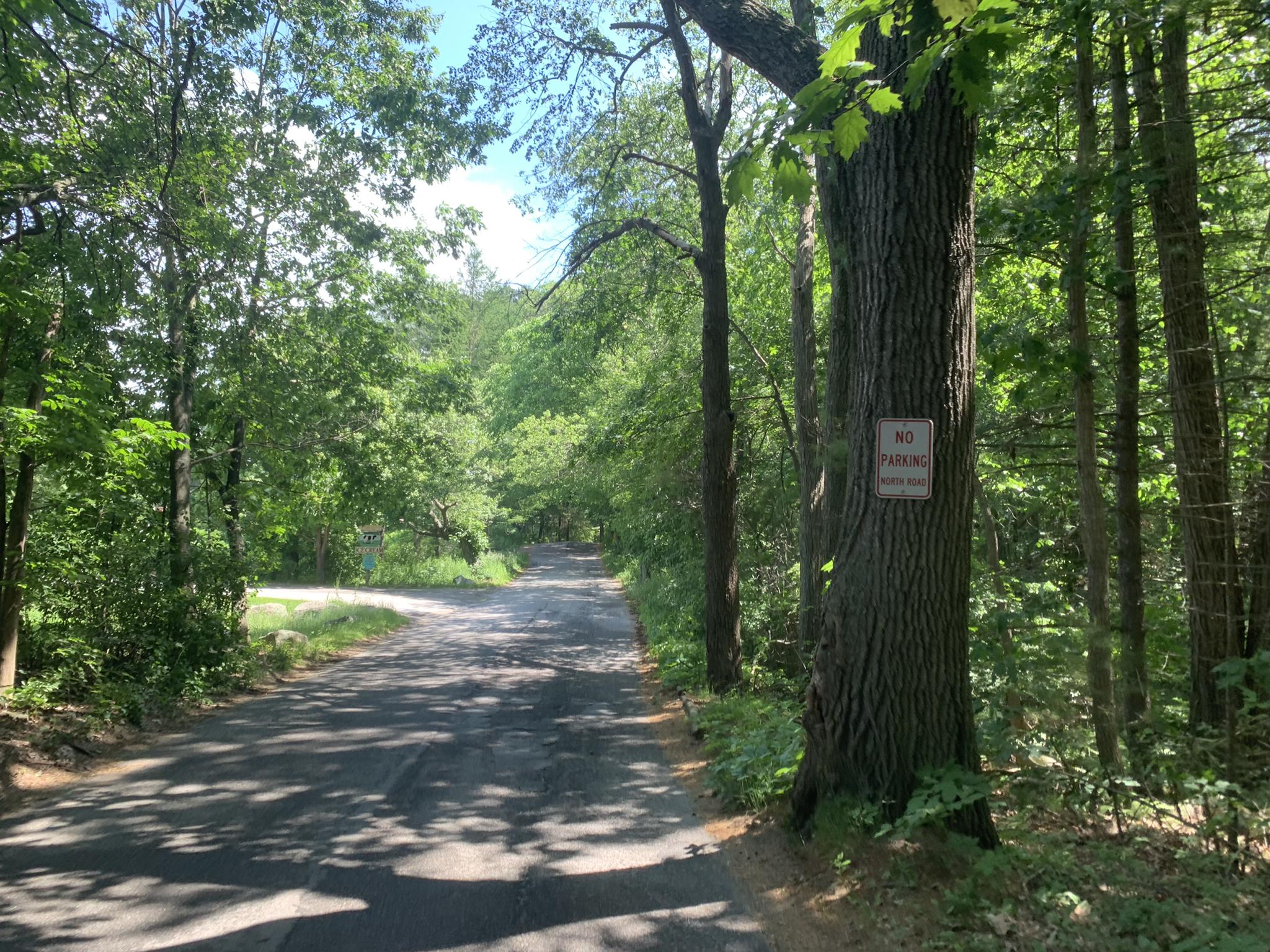 Sunny paved road winding through a dense green forest, with a "No Parking" sign.