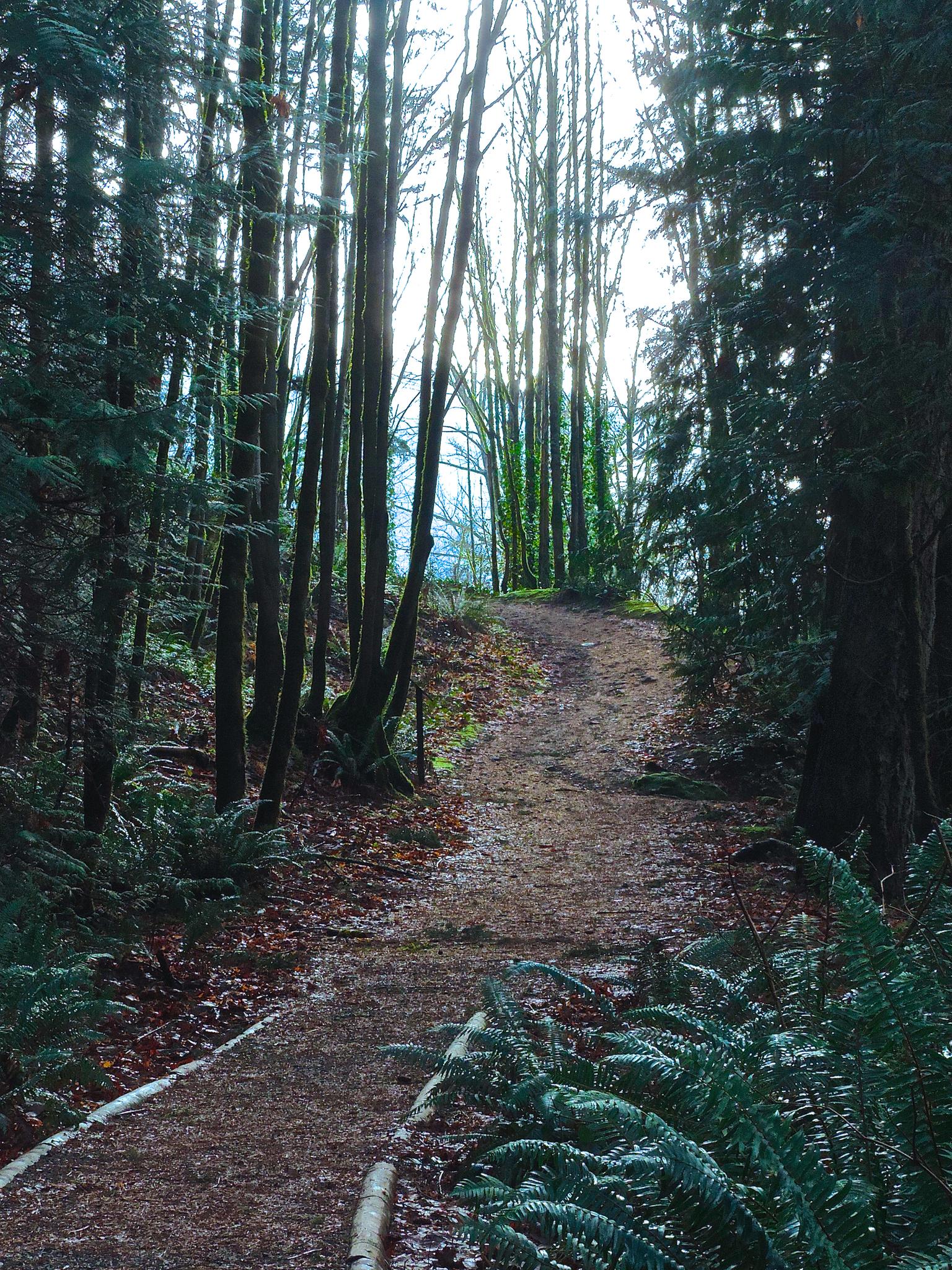 Forest path leading uphill towards bright light, surrounded by tall trees.