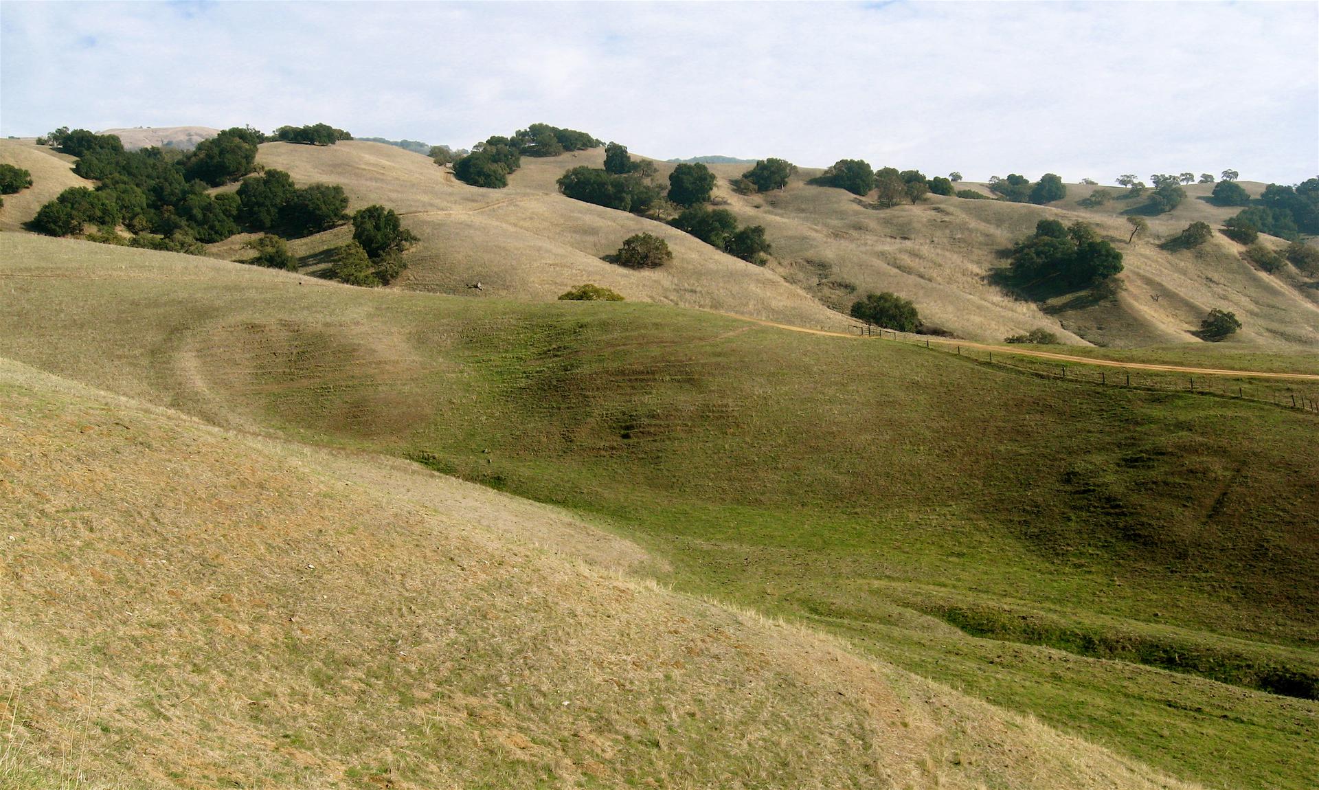 Rolling grassy hills with scattered trees under a bright, cloudy sky.