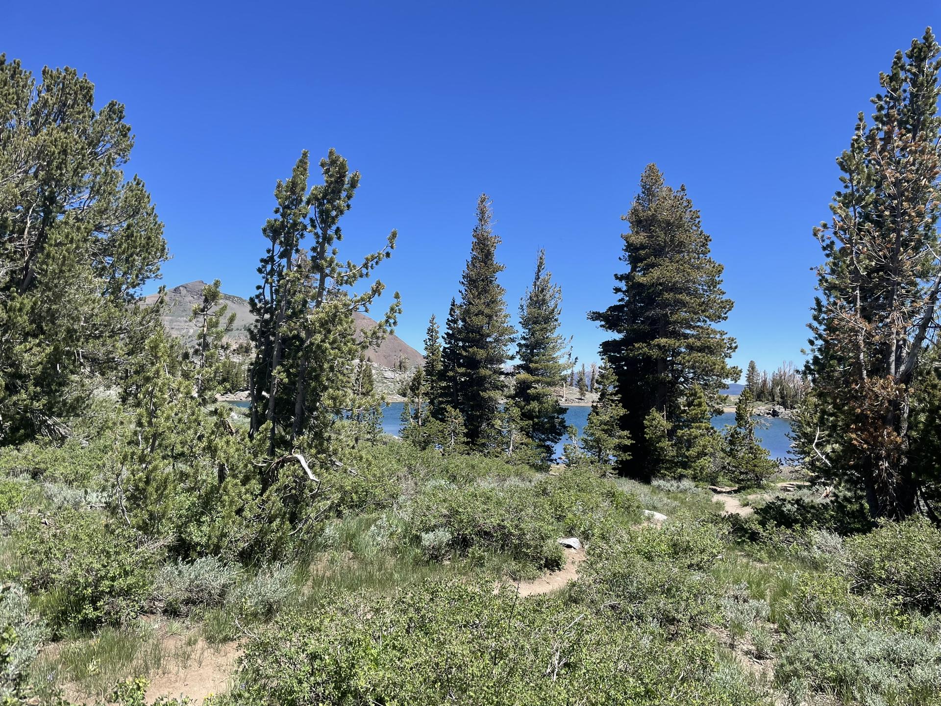 Pine trees and green bushes frame a distant blue lake under a clear sky.