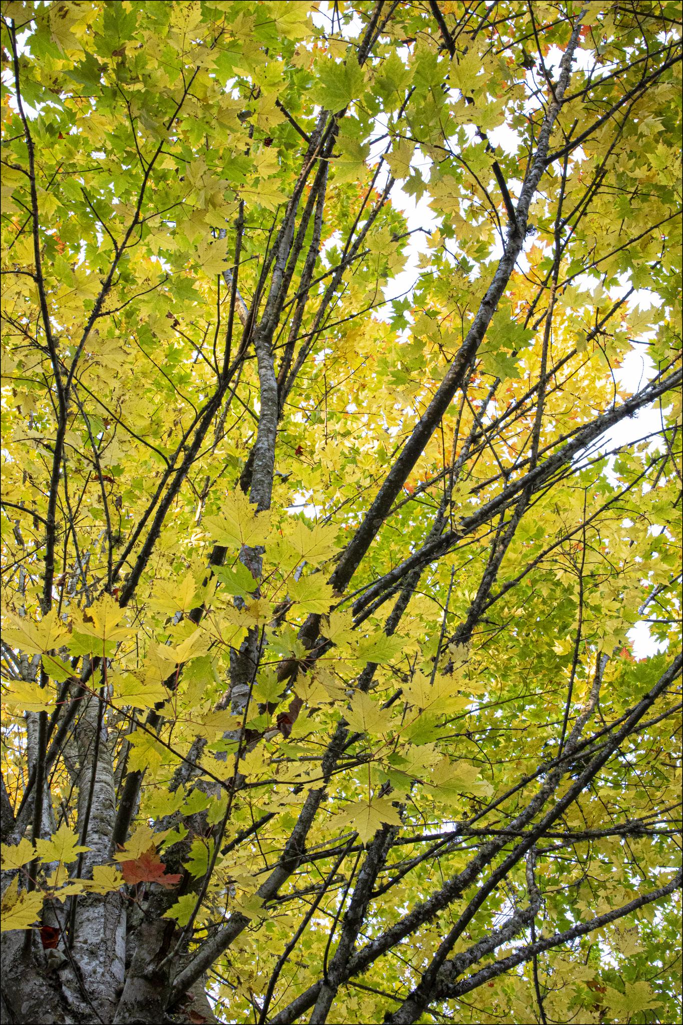 Upward view of tree branches with vibrant yellow and green autumn leaves.