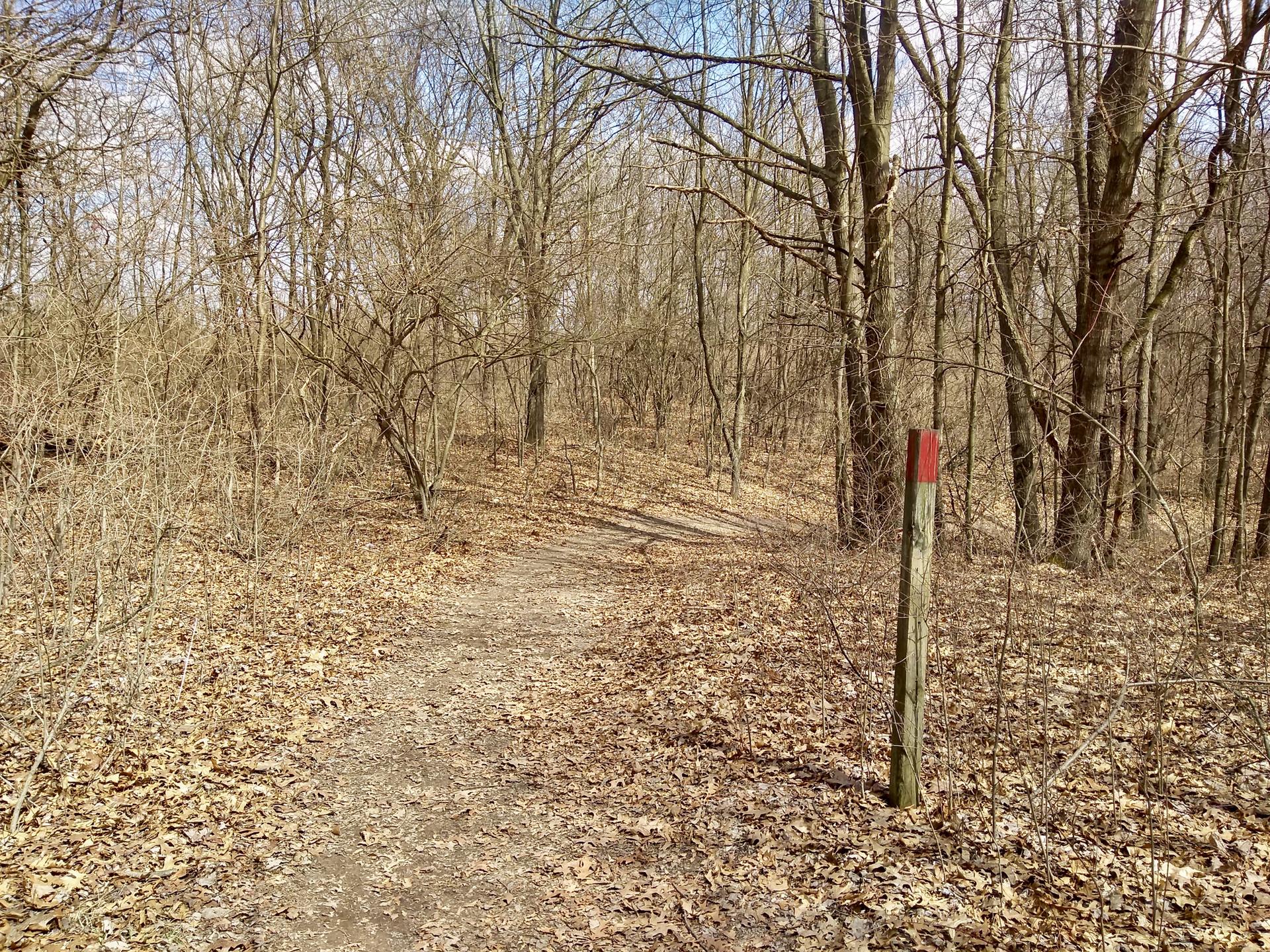 A dirt path through a bare winter forest with a red trail marker.