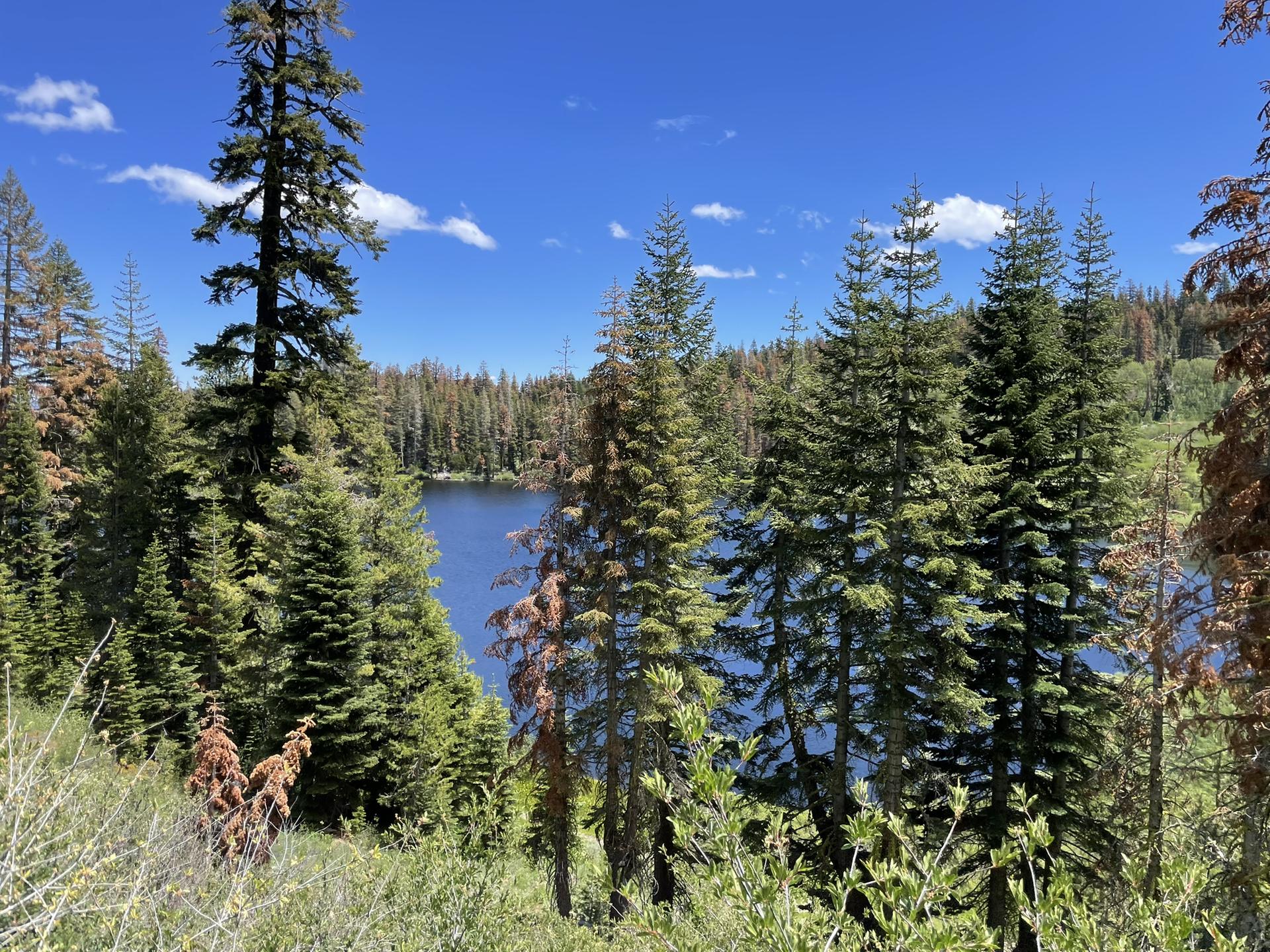 Sunny view of a blue lake surrounded by tall pine trees.