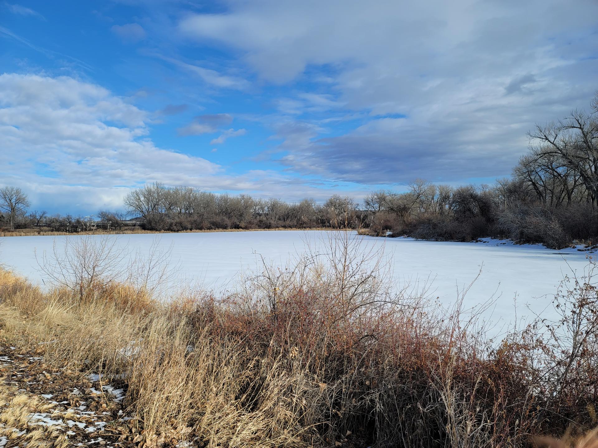 Expansive frozen pond with dry brush and bare trees under a bright sky.