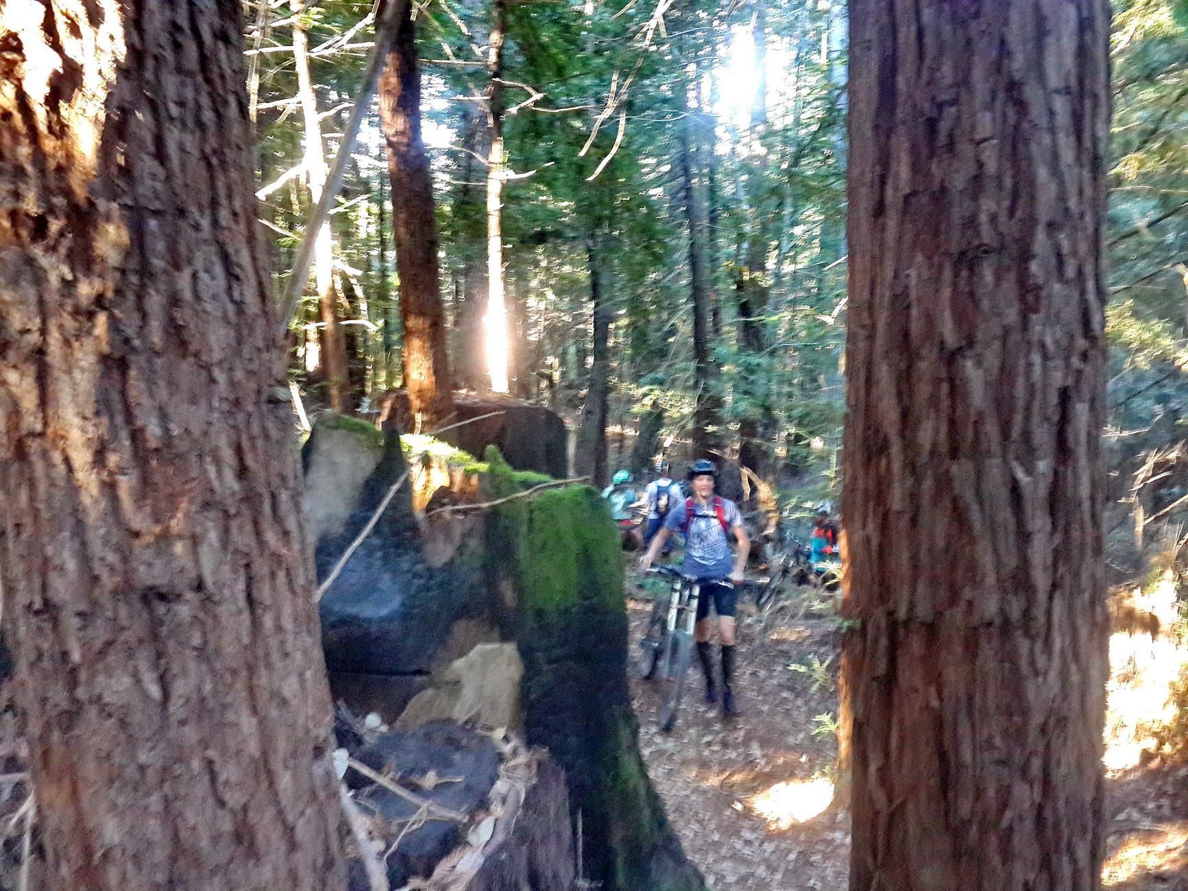 Group of mountain bikers on a sunny forest trail between large tree trunks.