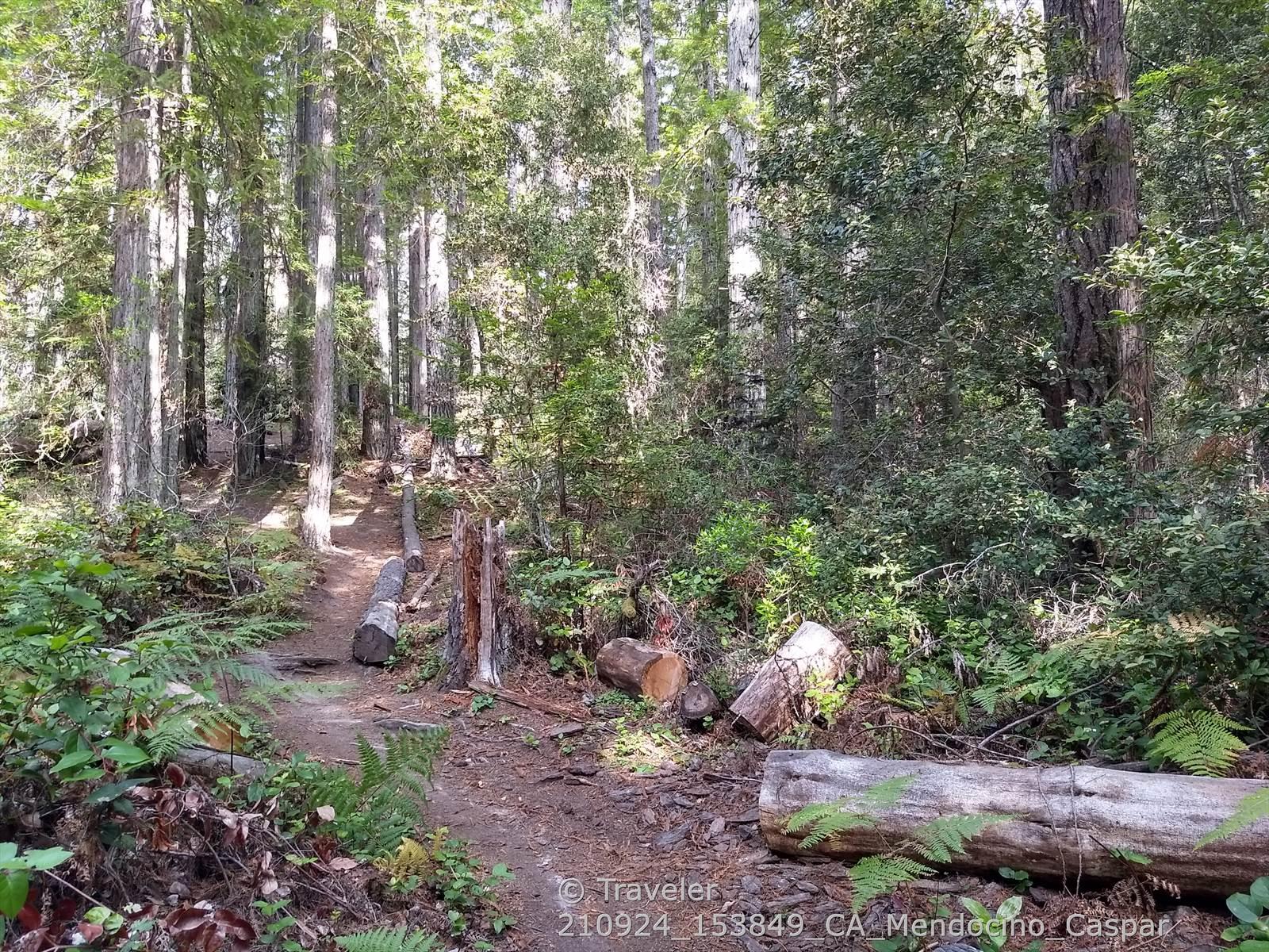 Dirt path winding through a sun-dappled forest with tall trees.