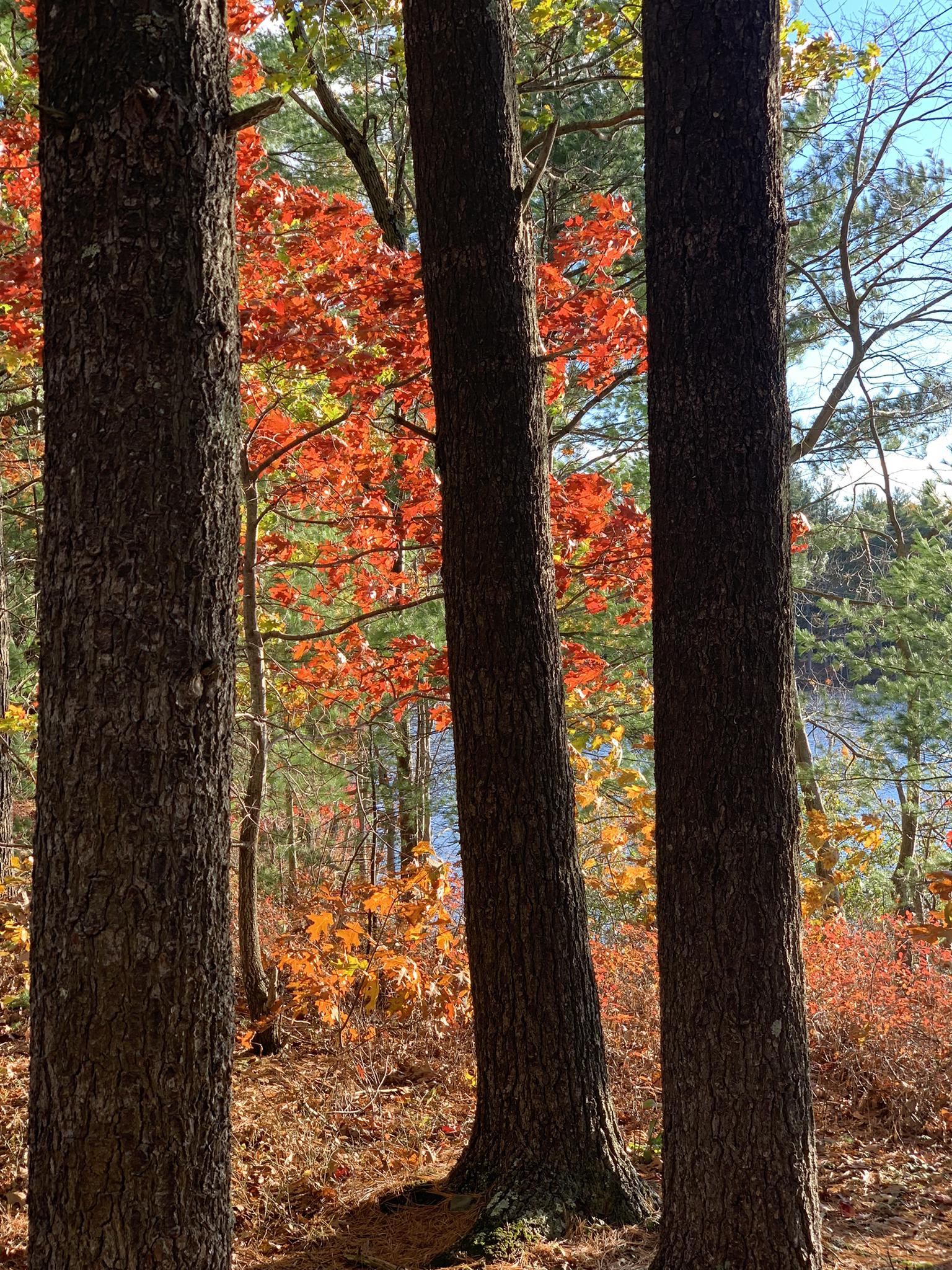 Three tree trunks frame vibrant red and orange autumn foliage near water.