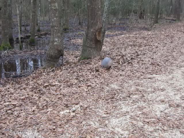A small armadillo forages on a leaf-covered forest floor near standing water.