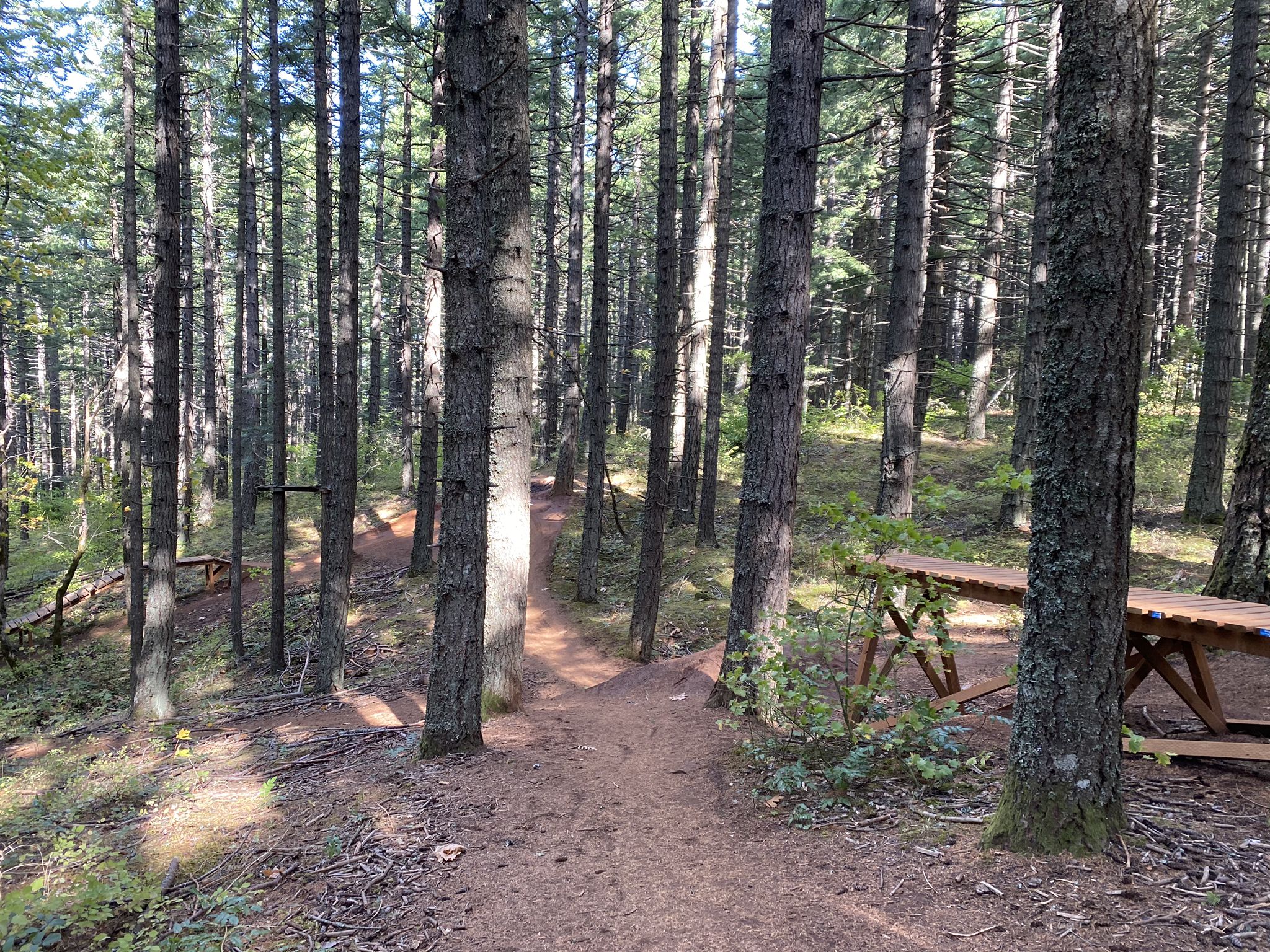 A sunlit dirt path through a dense forest with tall trees and wooden features. - Family Man Bike Skills Park loop from Family Man Mountain Bike Skills Park