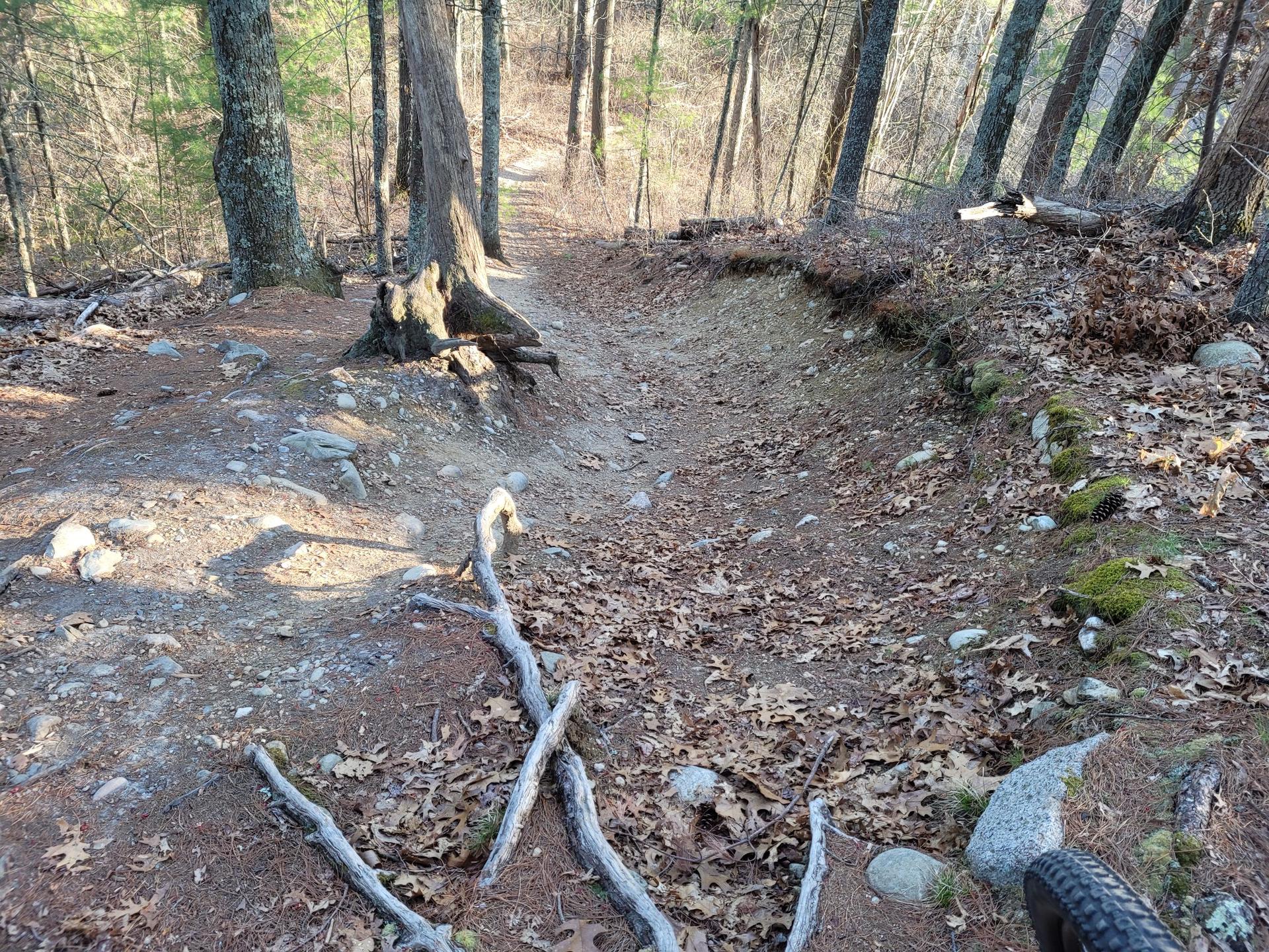 Sunny forest trail with exposed roots, fallen leaves, and a bike tire.