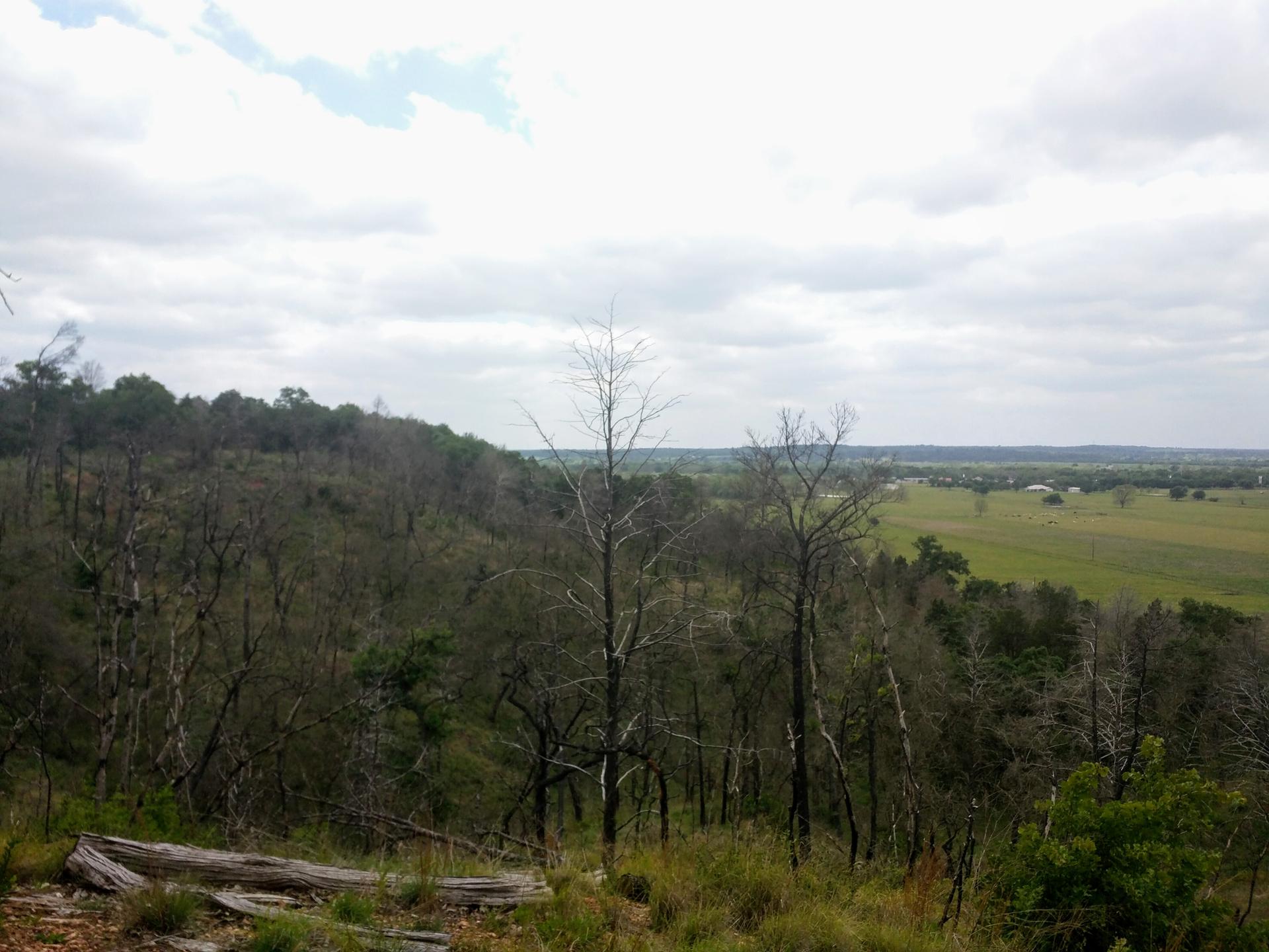 Overcast view of a hillside with many bare trees overlooking distant green fields.
