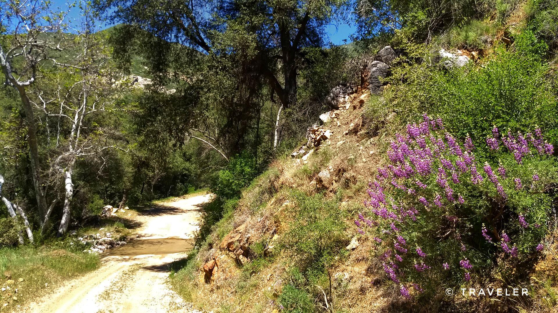 Dirt road winding through a wooded area with purple wildflowers on a bank.