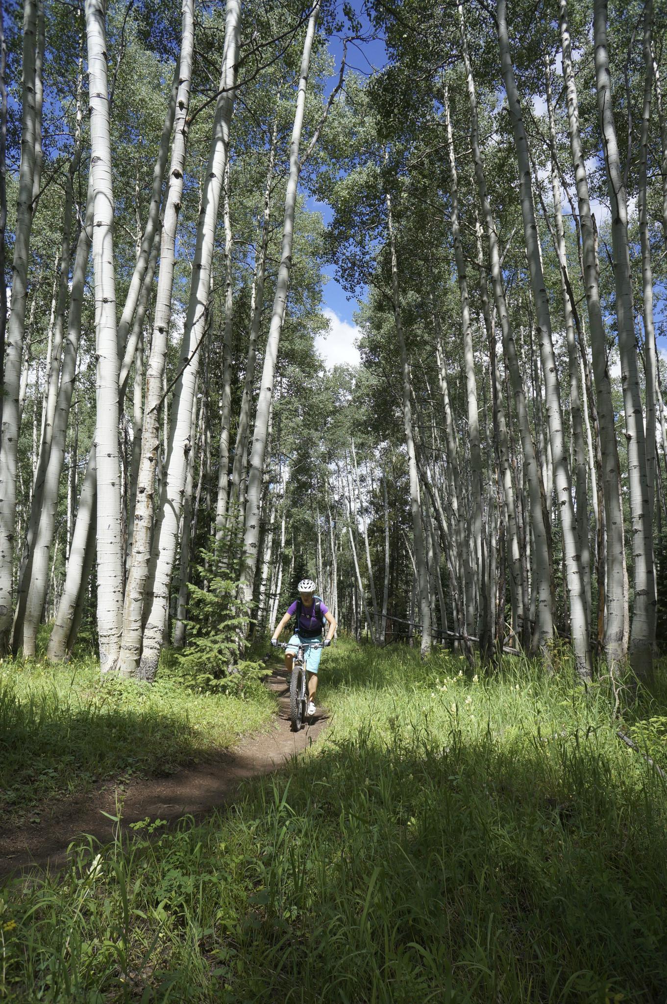 A person bikes on a dirt trail through a sunlit, tall aspen forest.