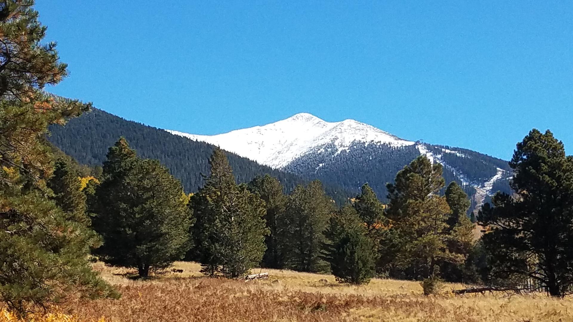 Snow-capped mountain peak rises above a forest and golden grass.